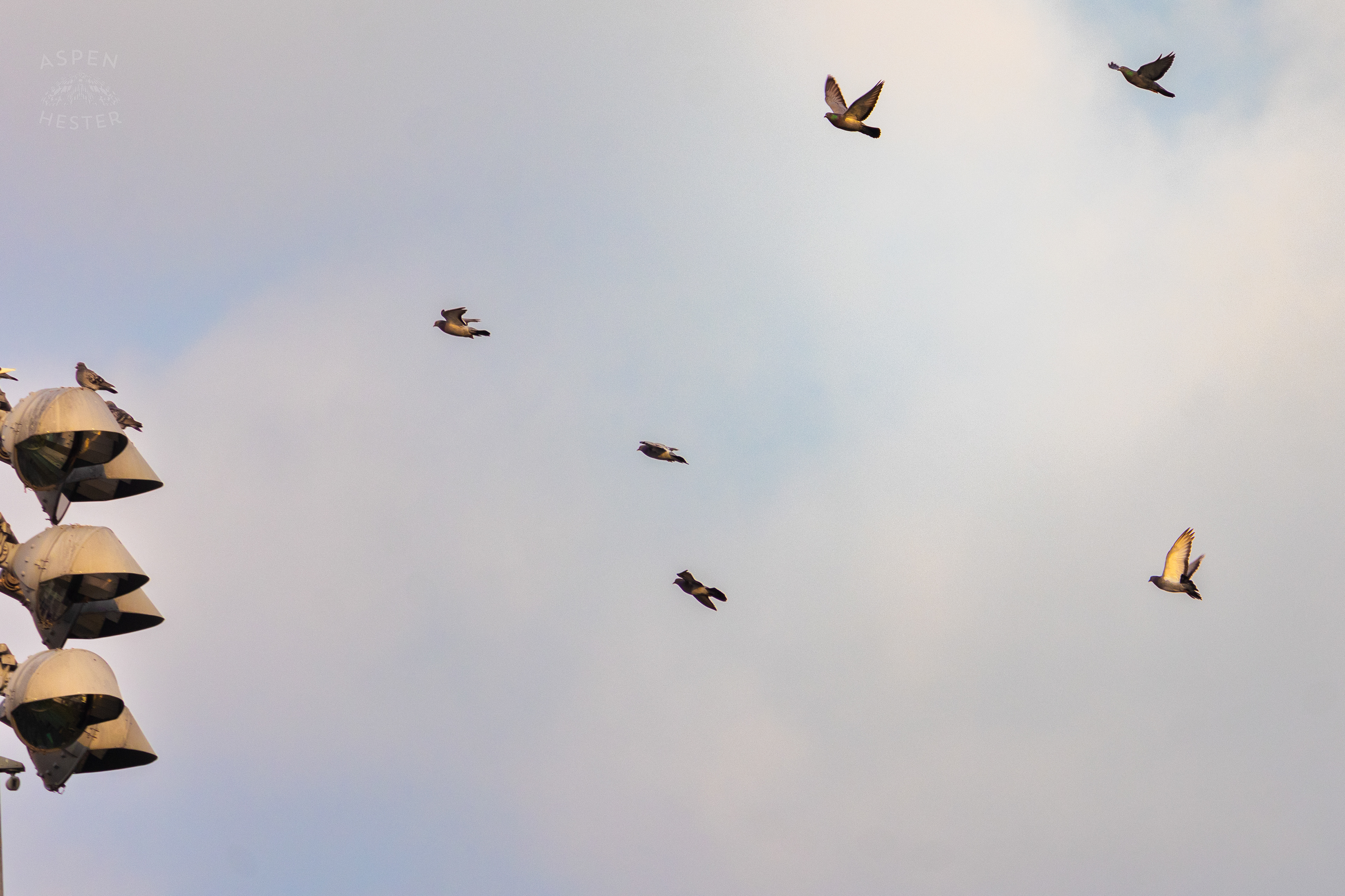Pigeons Flying to a Track Flood Light Overlooking The Thanksgiving Day Festivities At Churchill Downs. November 28th, 2024/Aspen Hester