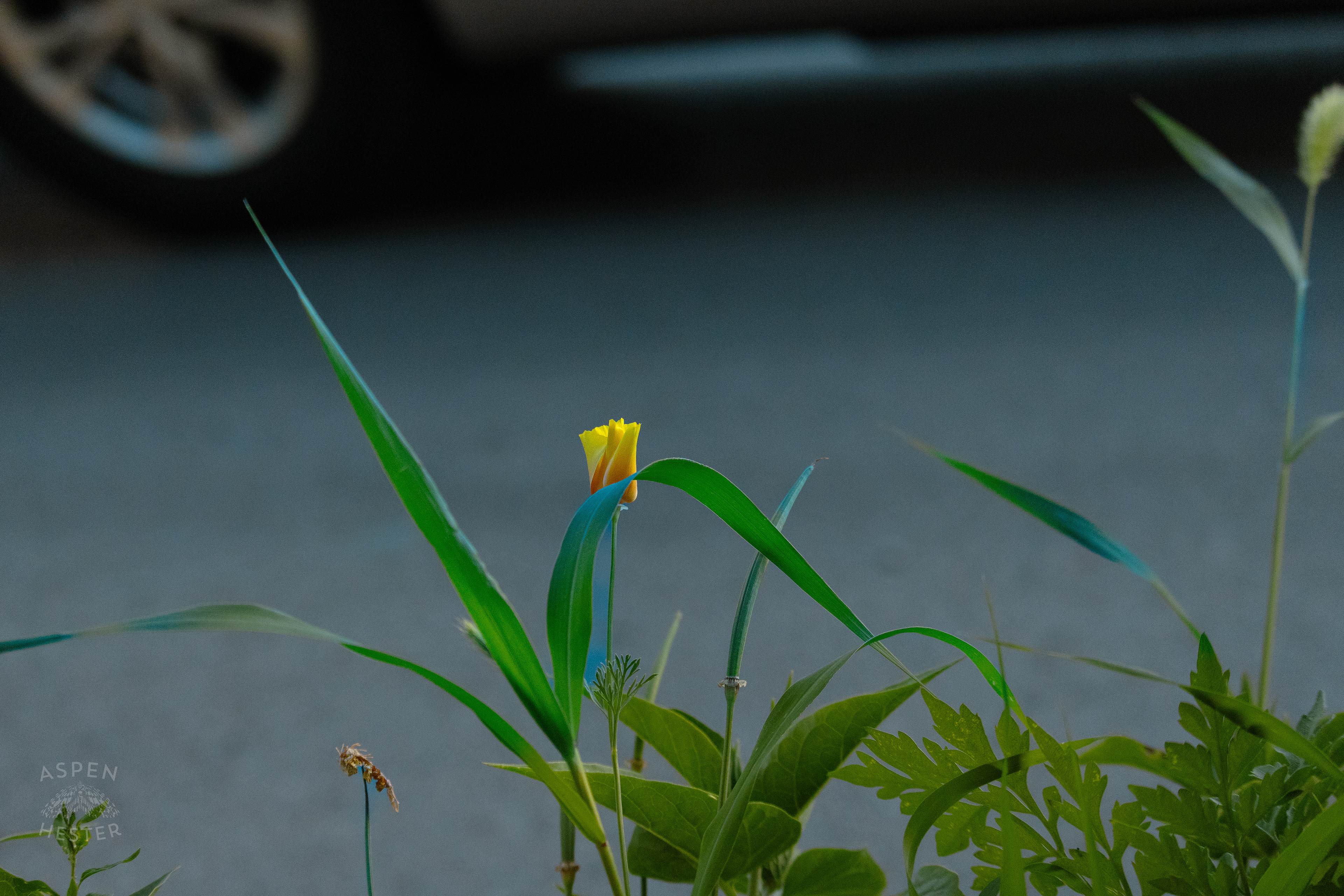 Unidentified Yellow Flower During Golden Hour on Preston Street. May 30th, 2024/Aspen Hester 