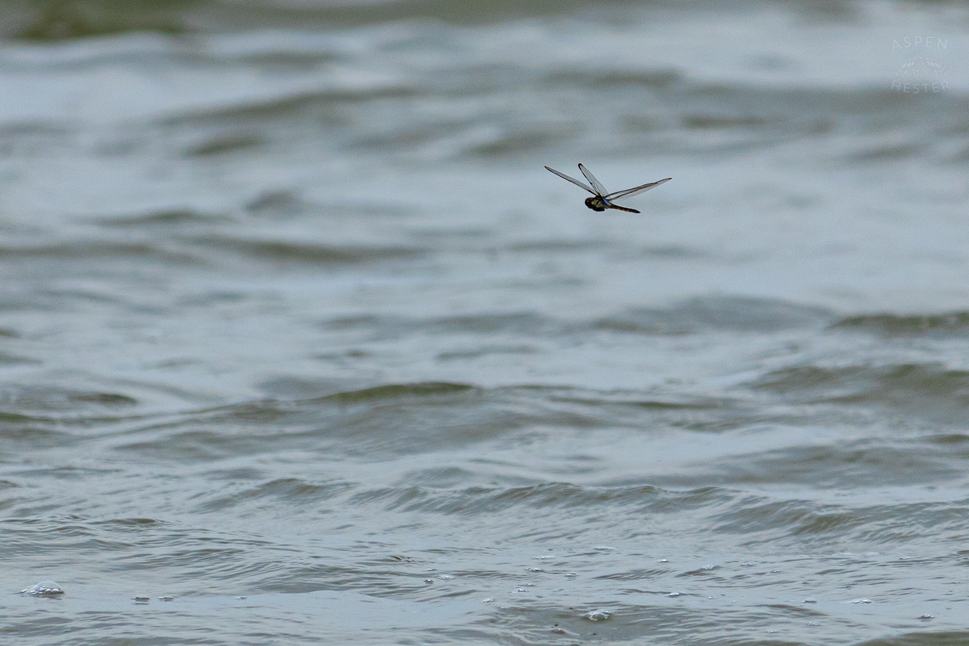 Dragonfly Buzzing Around Tybee Island Georgia. June 24th, 2024/Aspen Hester