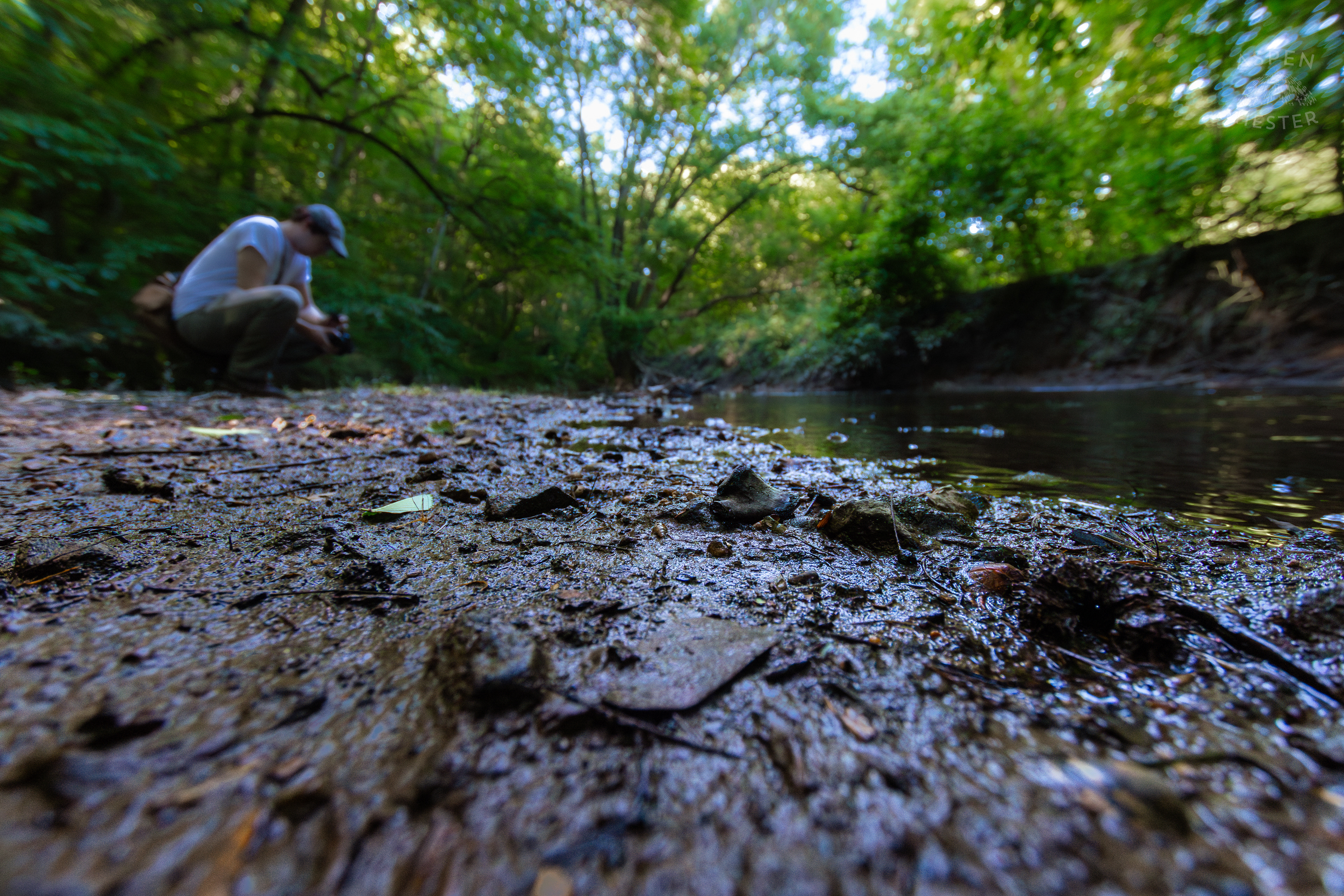 The Muddy Banks of Beargrass Creek in Cherokee Park. June 11th, 2024/Aspen Hester
