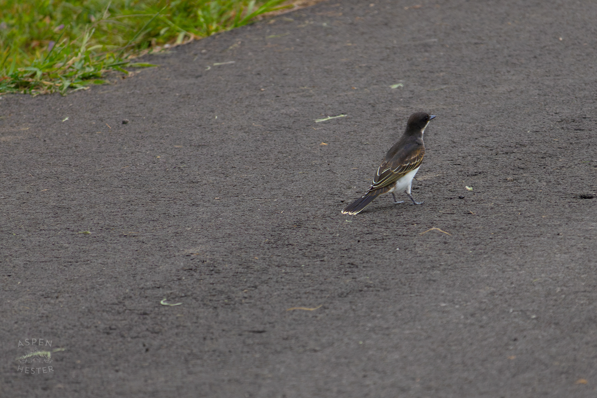 Gray Kingbird in Wendell Moore Park. August 12th, 2024/Aspen Hester