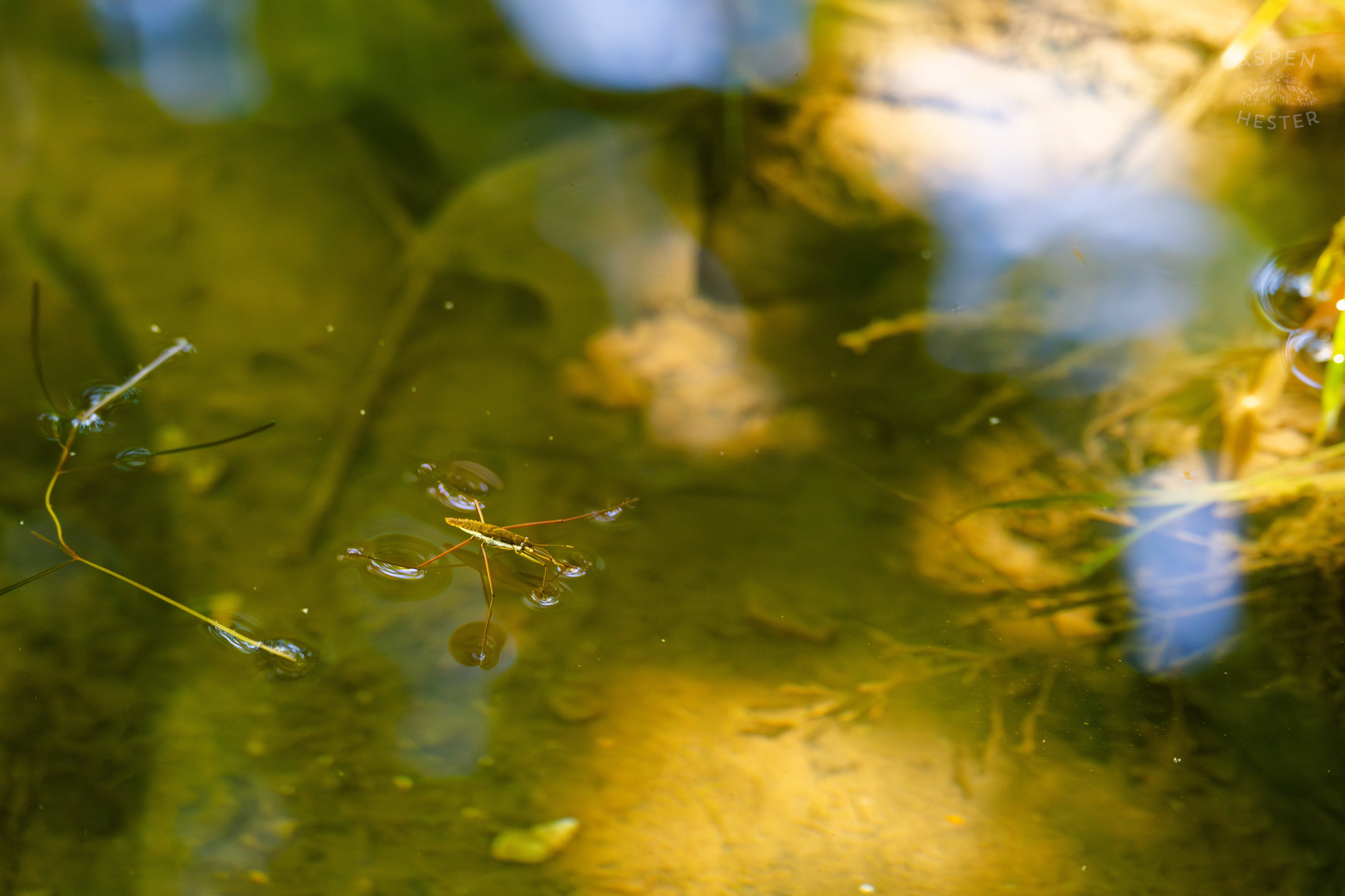 Water Strider on Middle Fork Beargrass Creek in Cherokee Park. May 28th, 2024/Aspen Hester