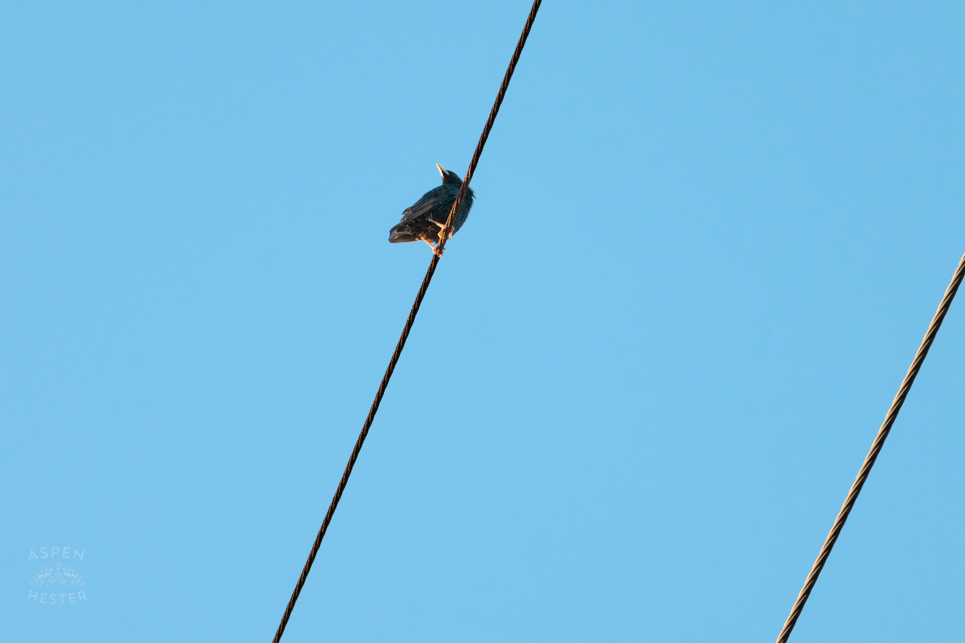 Bird on a Powerline During Golden Hour on Preston Street. May 30th, 2024/Aspen Hester 