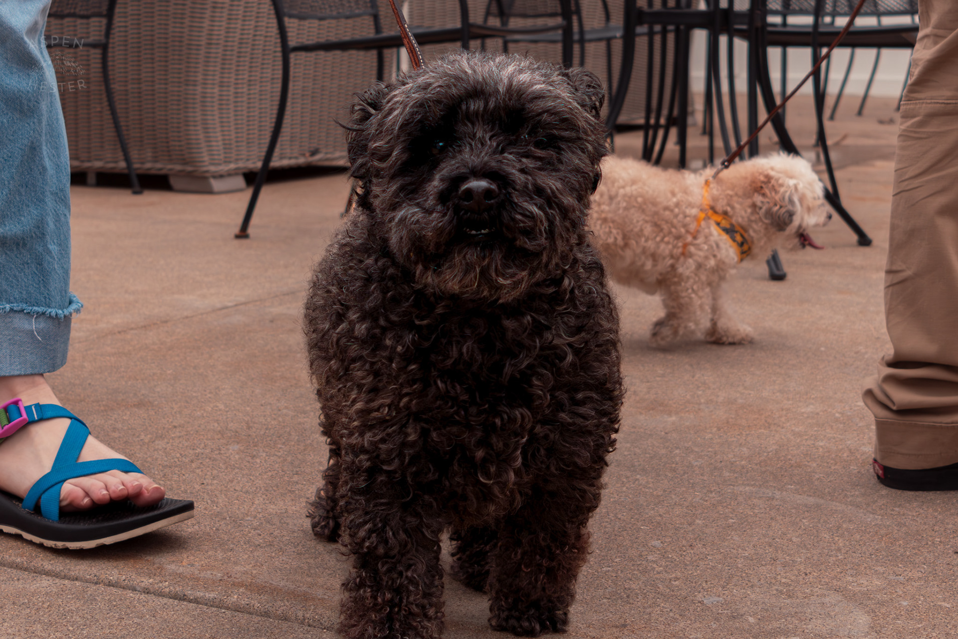 A Fluffy Black Dog Looks Directly into My Lens with The Encouragement of Their Humans at Westport Village’s 5th Annual Puppy Palooza. April 19th, 2025/Aspen Hester