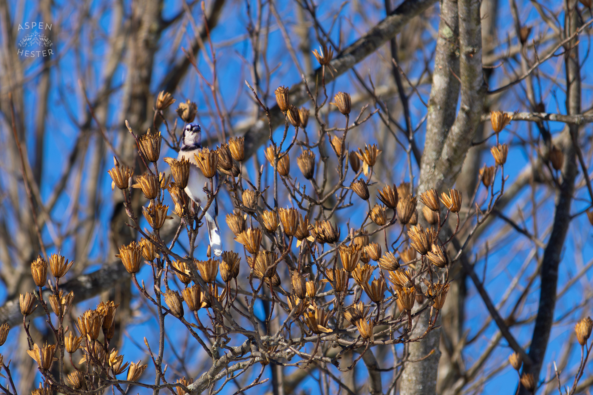 A Blue Jay Sits in A Tulip Tree in The Snowy Landscape of my Backyard. January 13th, 2025/Aspen Hester