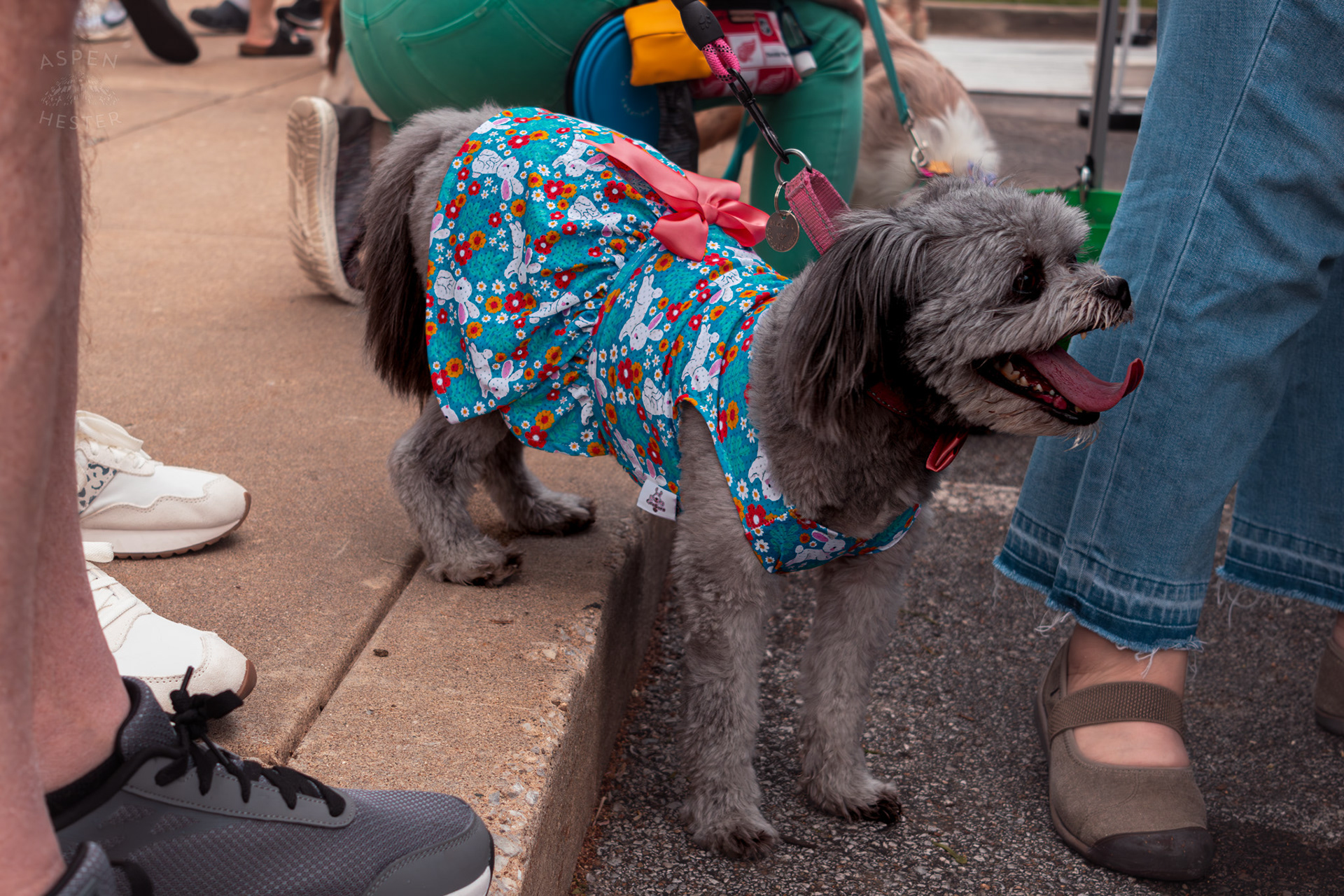 Winner of The Best Smile Award, Mabel Hester Wearing Her Easter Dress at Westport Village’s 5th Annual Puppy Palooza. April 19th, 2025/Aspen Hester