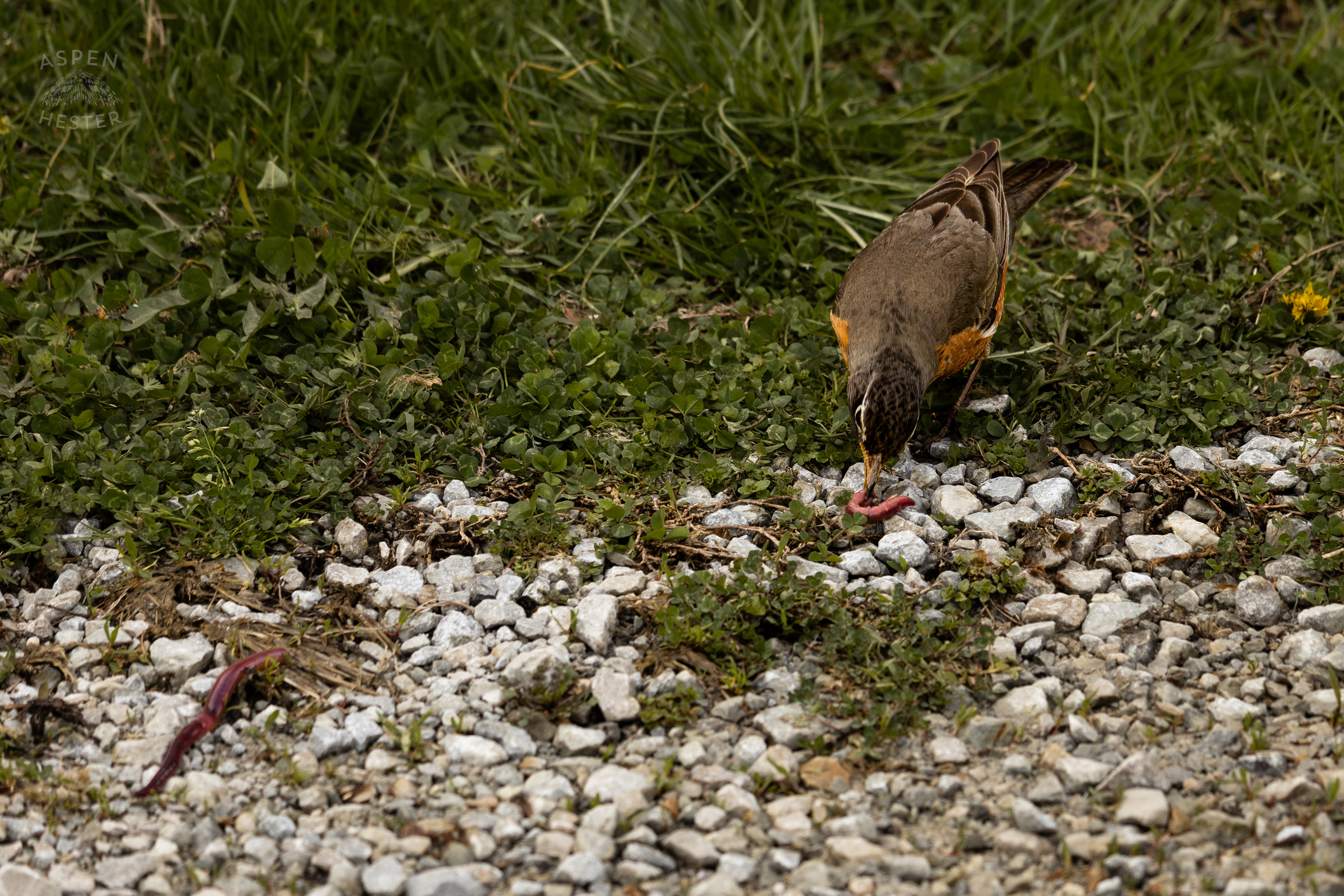 A Robin Eats Worms On The Edge of The Historic Flood Waters in Utica Indiana. April 9th, 2025/Aspen Hester