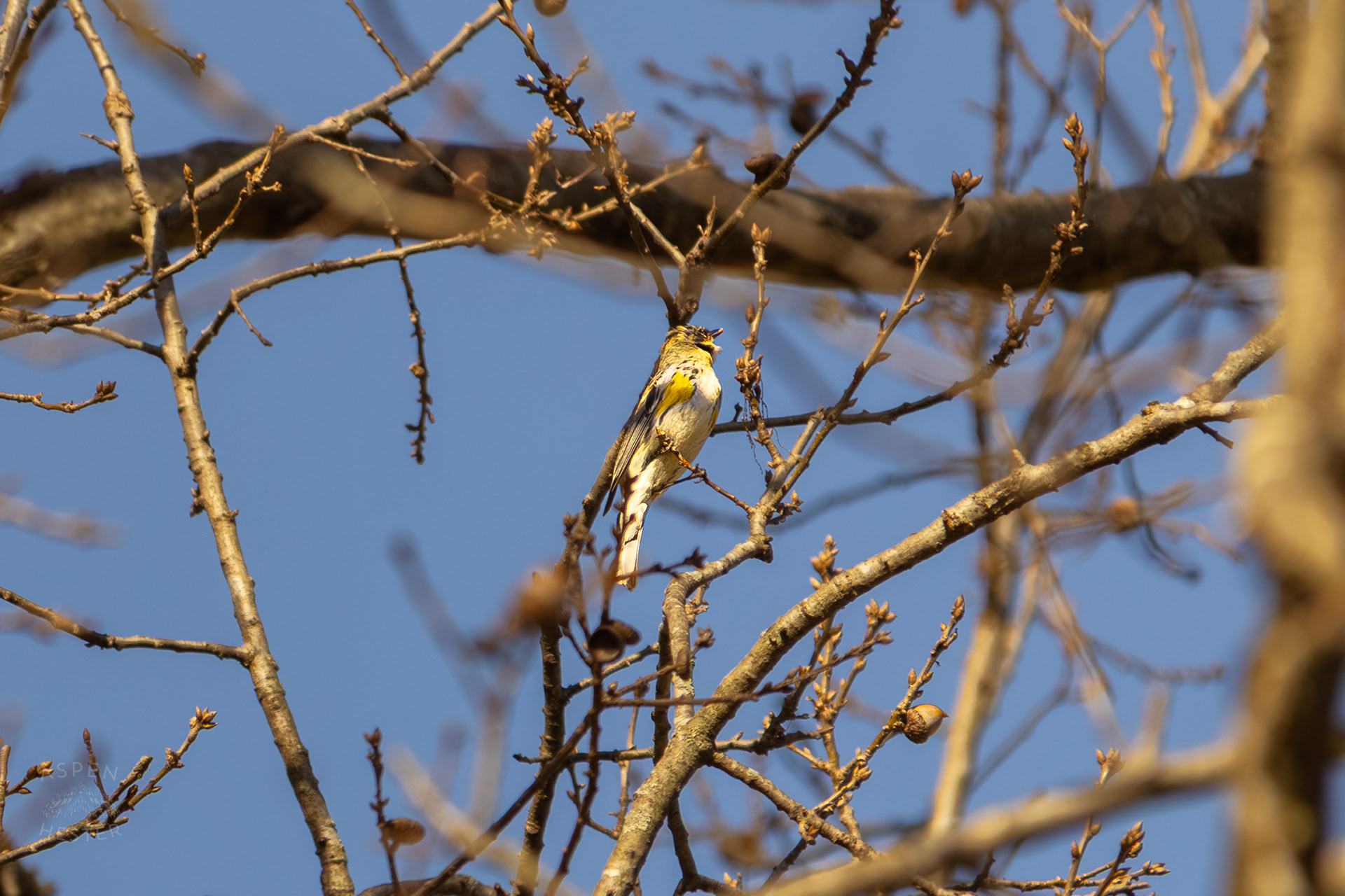 A Male Pine Warbler Perches High Up in A Tree in Wendell Moore Park Right Before Spring. March 18th, 2025/Aspen Hester 