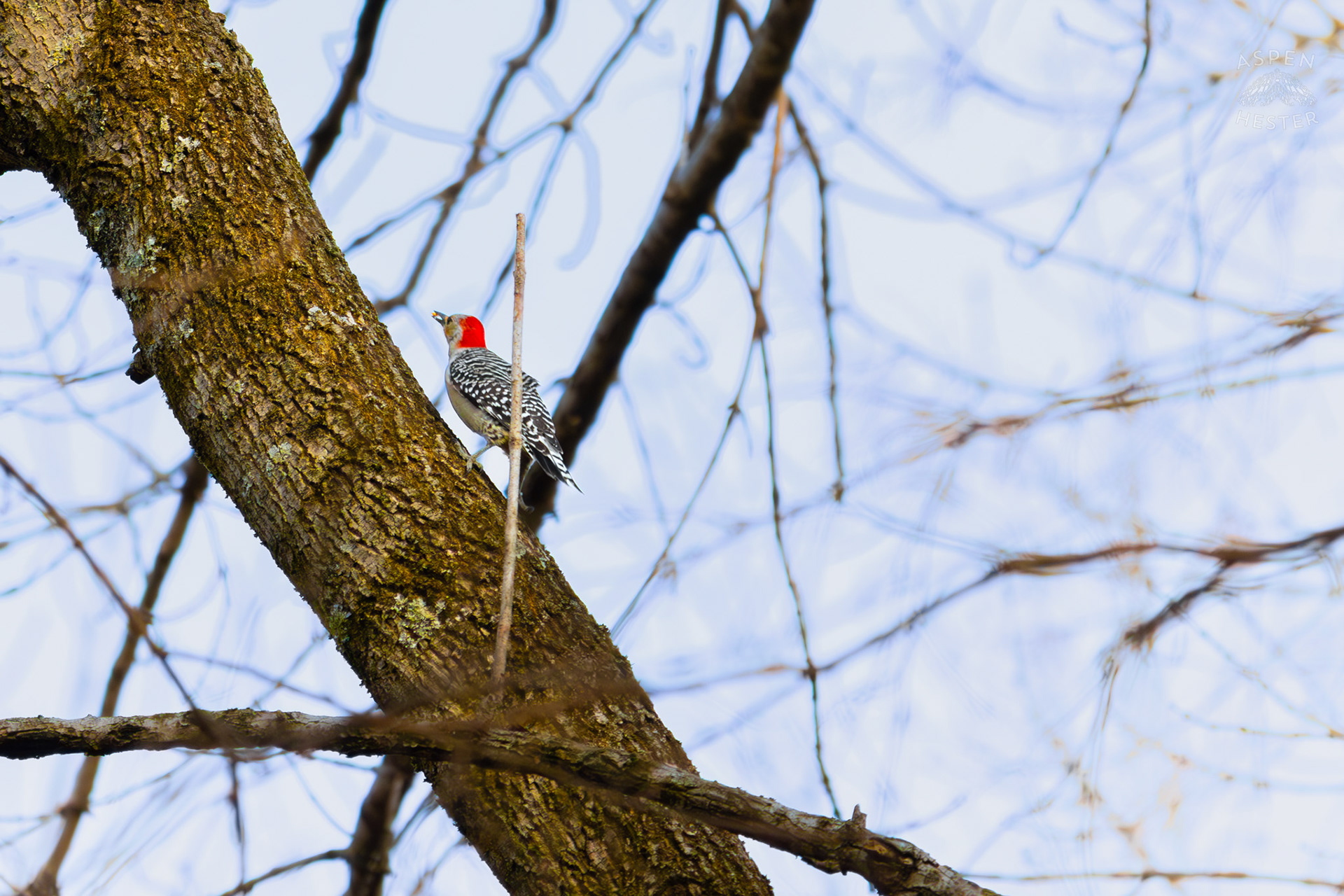 A Red-Bellied Woodpecker Hunts For Food on A Tree in My Neighbor's Yard. March 29th, 2026/Aspen Hester