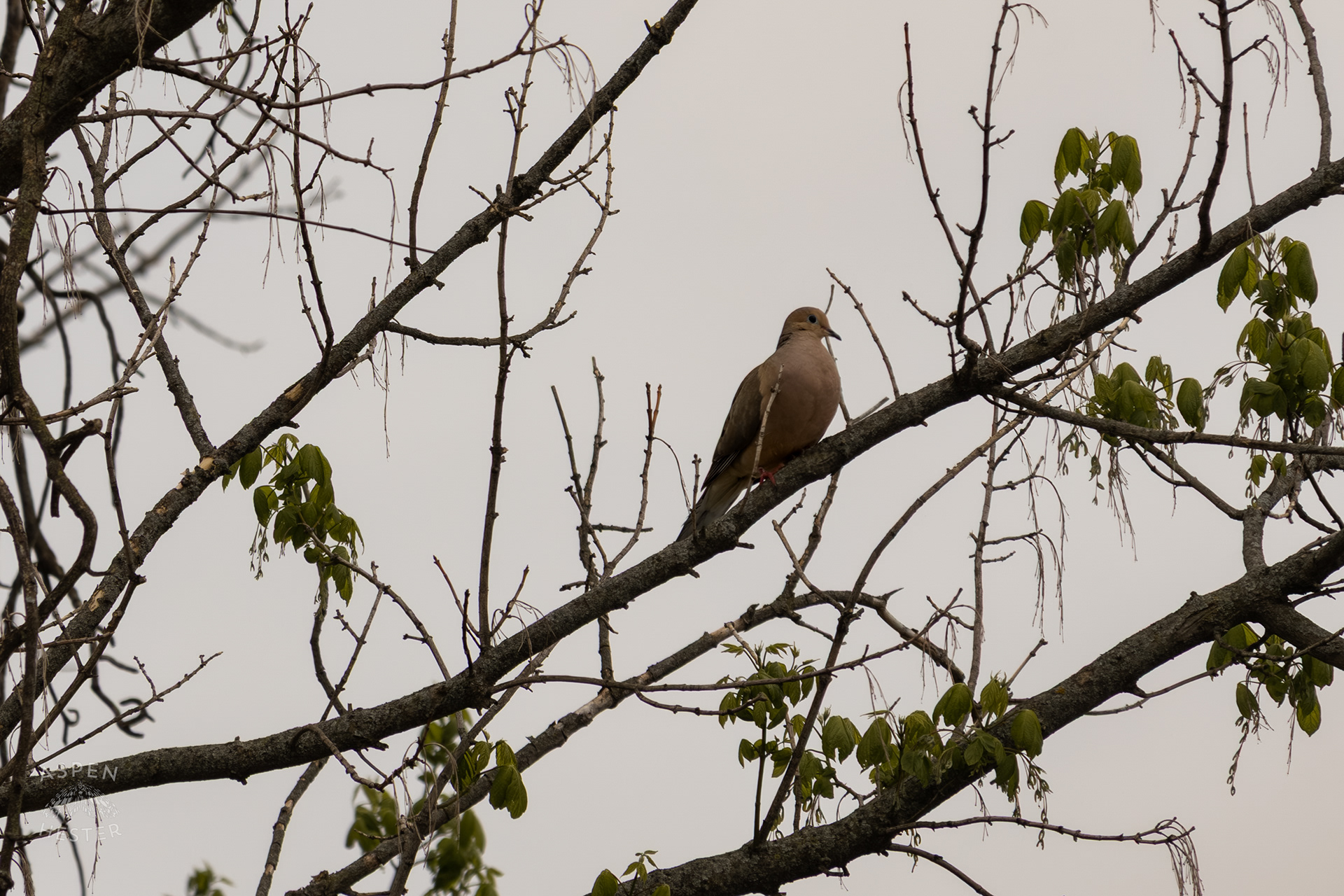 A Mourning Dove Rests High in The Trees Above The Ohio Rivers Near Crest Amid The Historic Flooding in Utica Indiana. April 9th, 2025/Aspen Hester