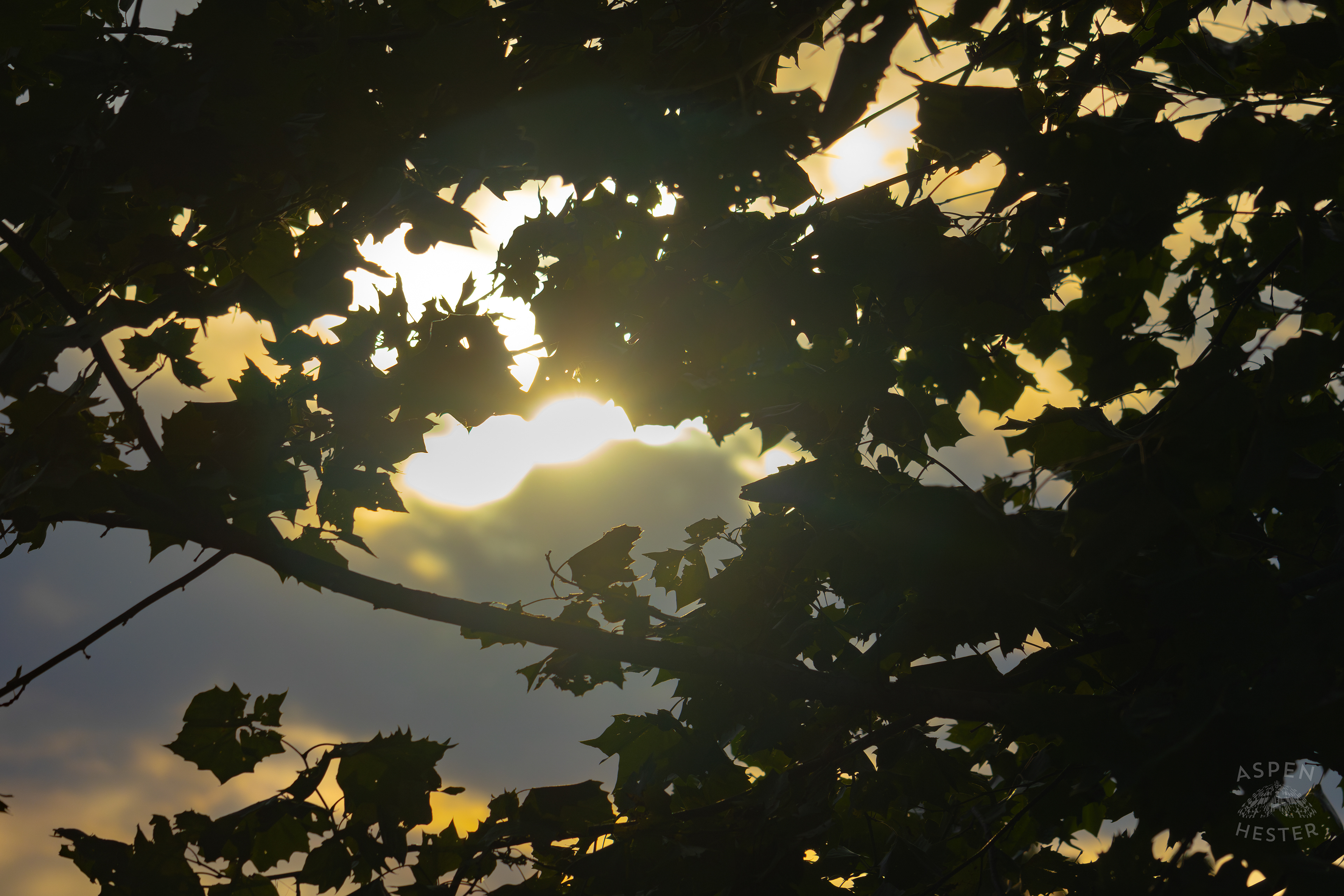 Sunset Through The Foliage in Wendell Moore Park. August 12th, 2024/Aspen Hester