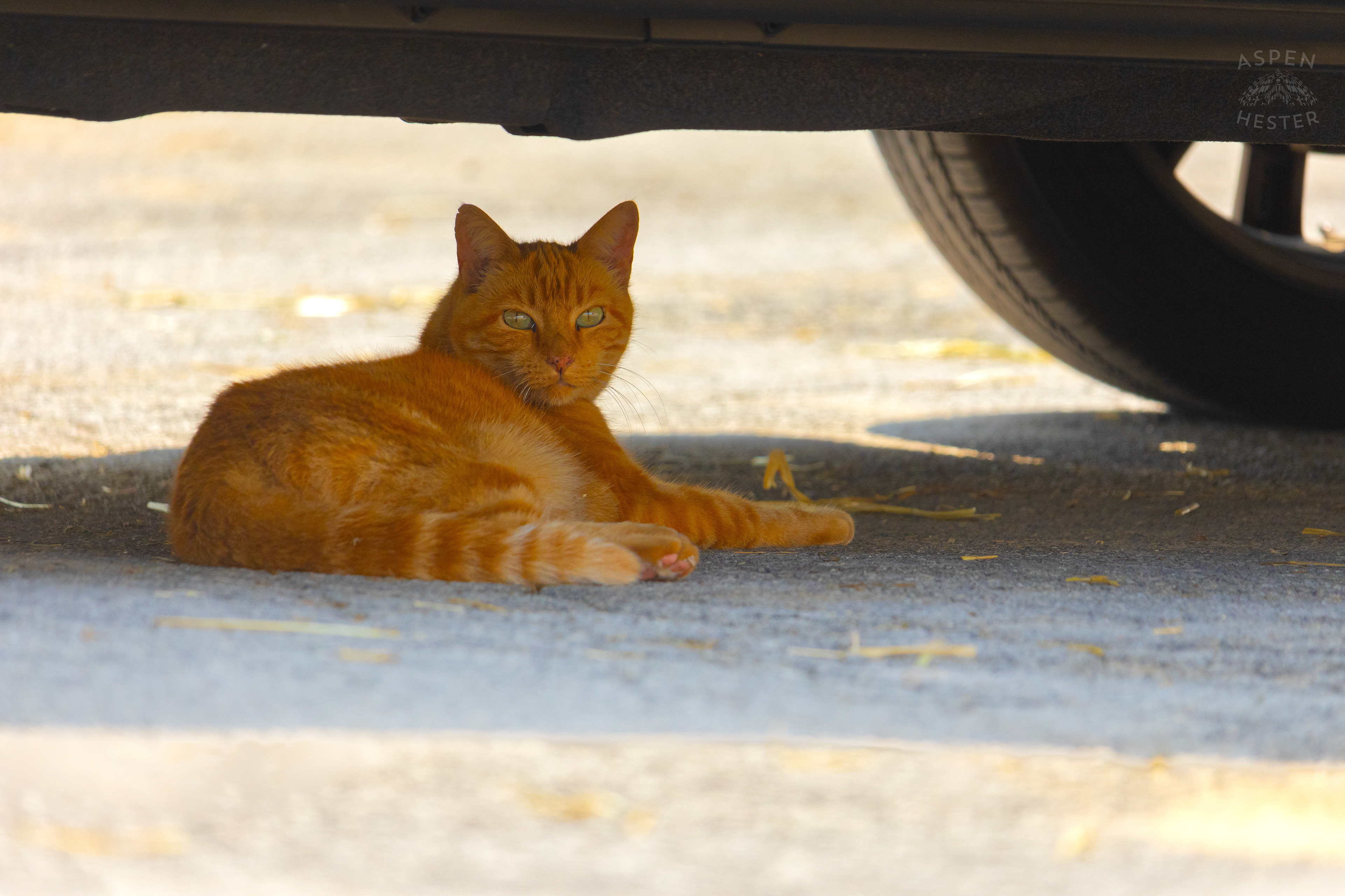 A Churchill Stray Catches Shade Under A Car. June 21st, 2024/Aspen Hester