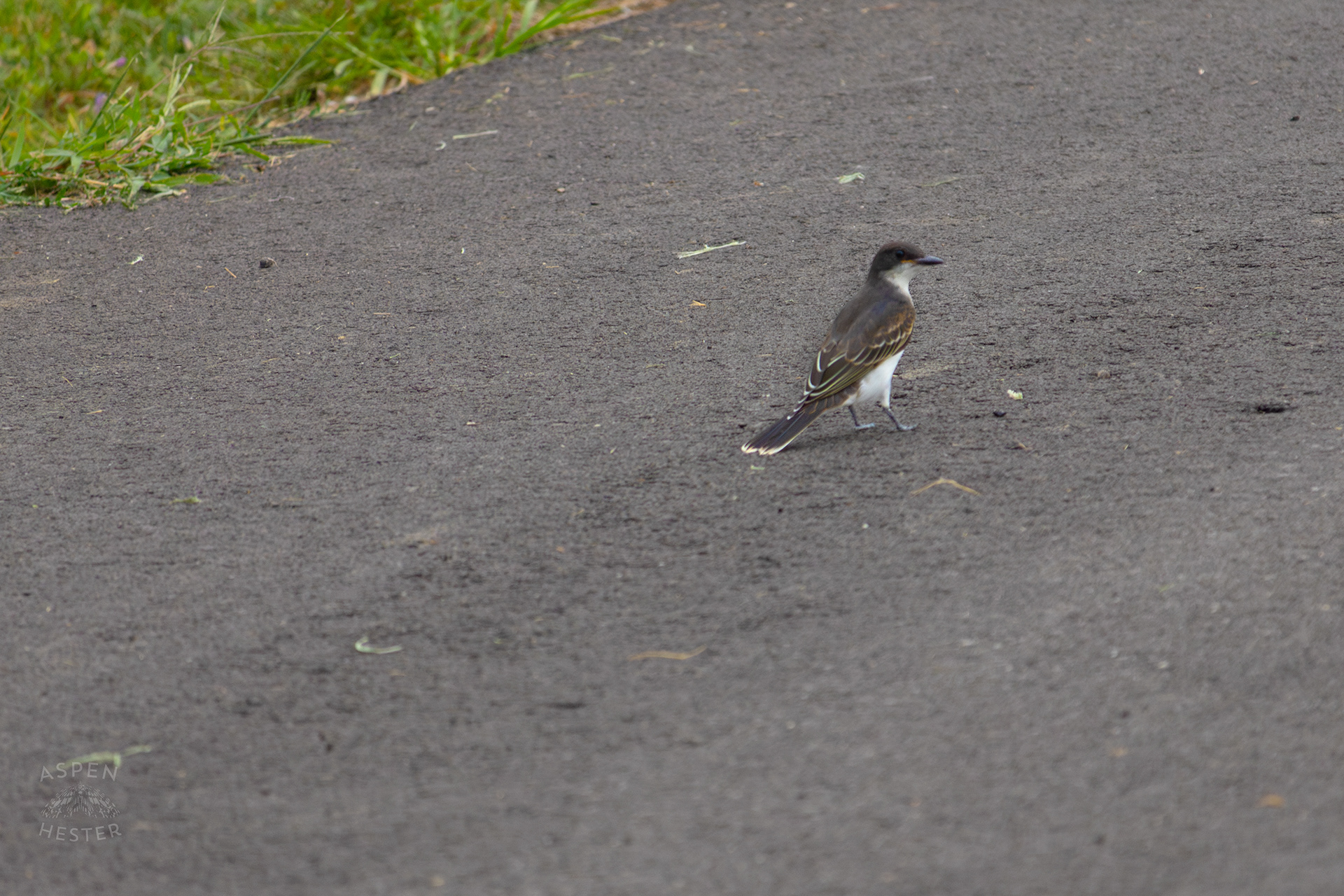 Gray Kingbird in Wendell Moore Park. August 12th, 2024/Aspen Hester