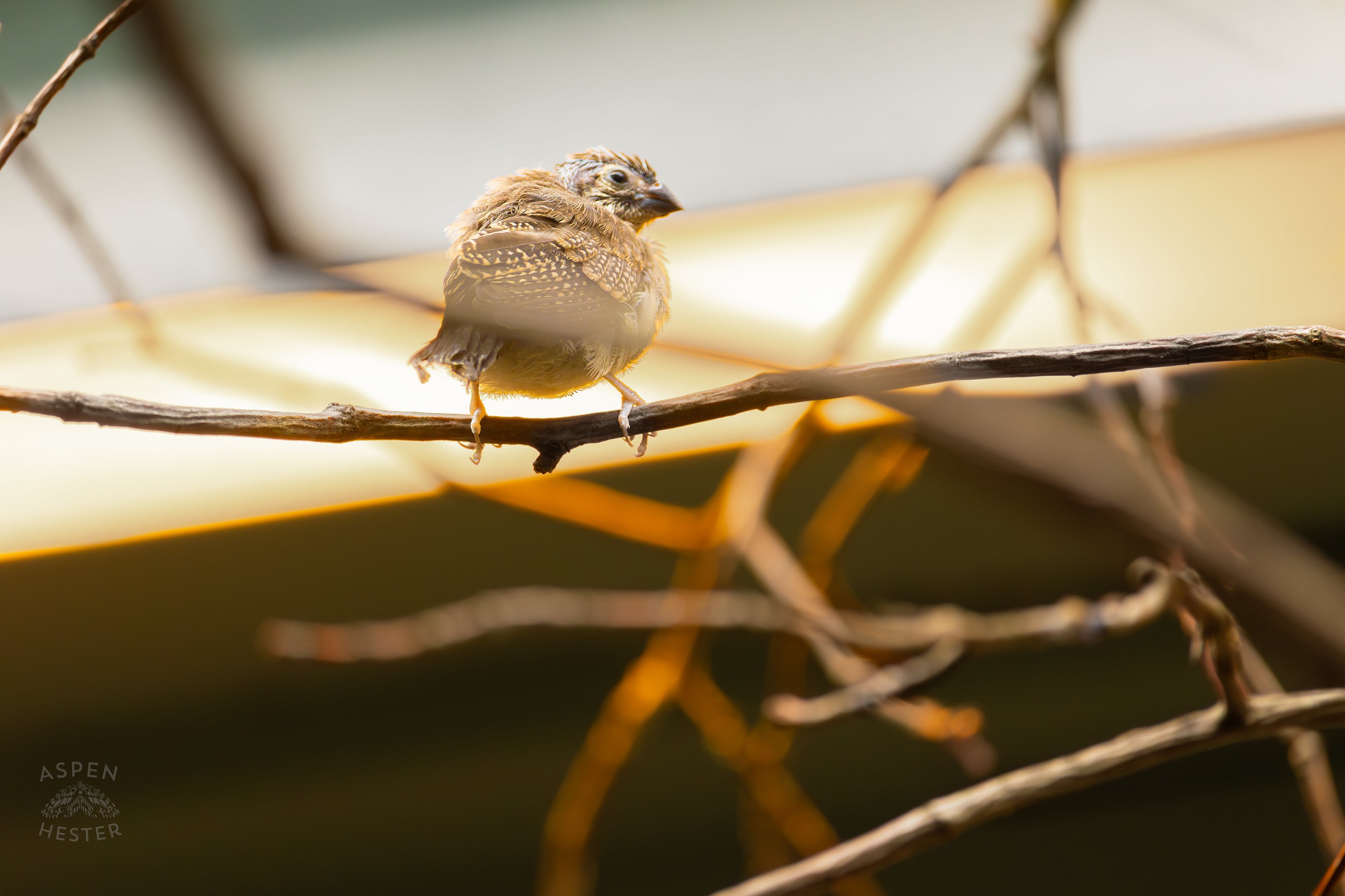 A Speckled Mousebird Perches on A Branch in The Grasslands Inside The National Aviary in Pittsburgh Pennsylvania. February 26th, 2025/Aspen Hester