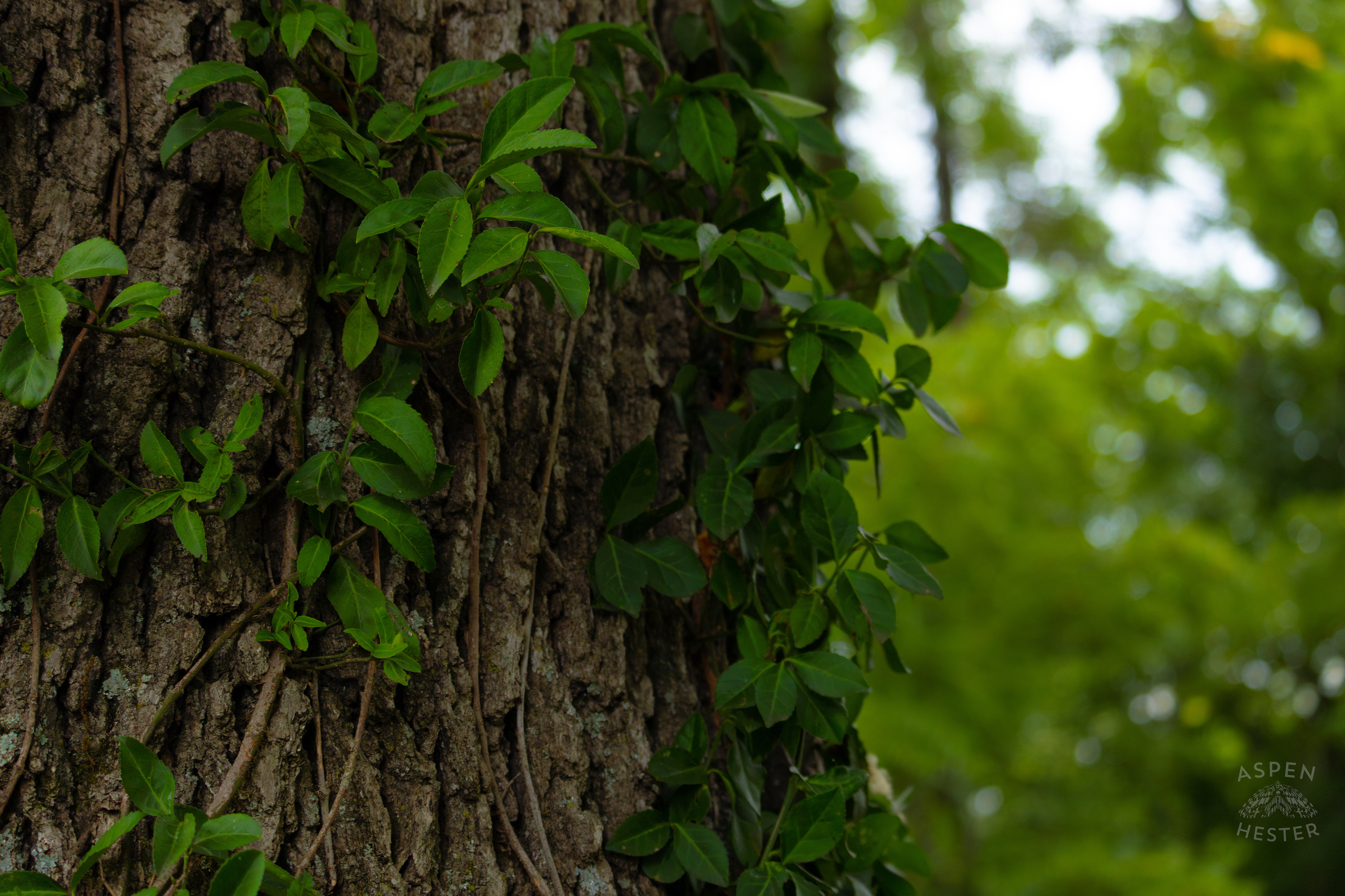 A Vine Covered Tree Trunk in Wendell Moore Park. August 12th, 2024/Aspen Hester