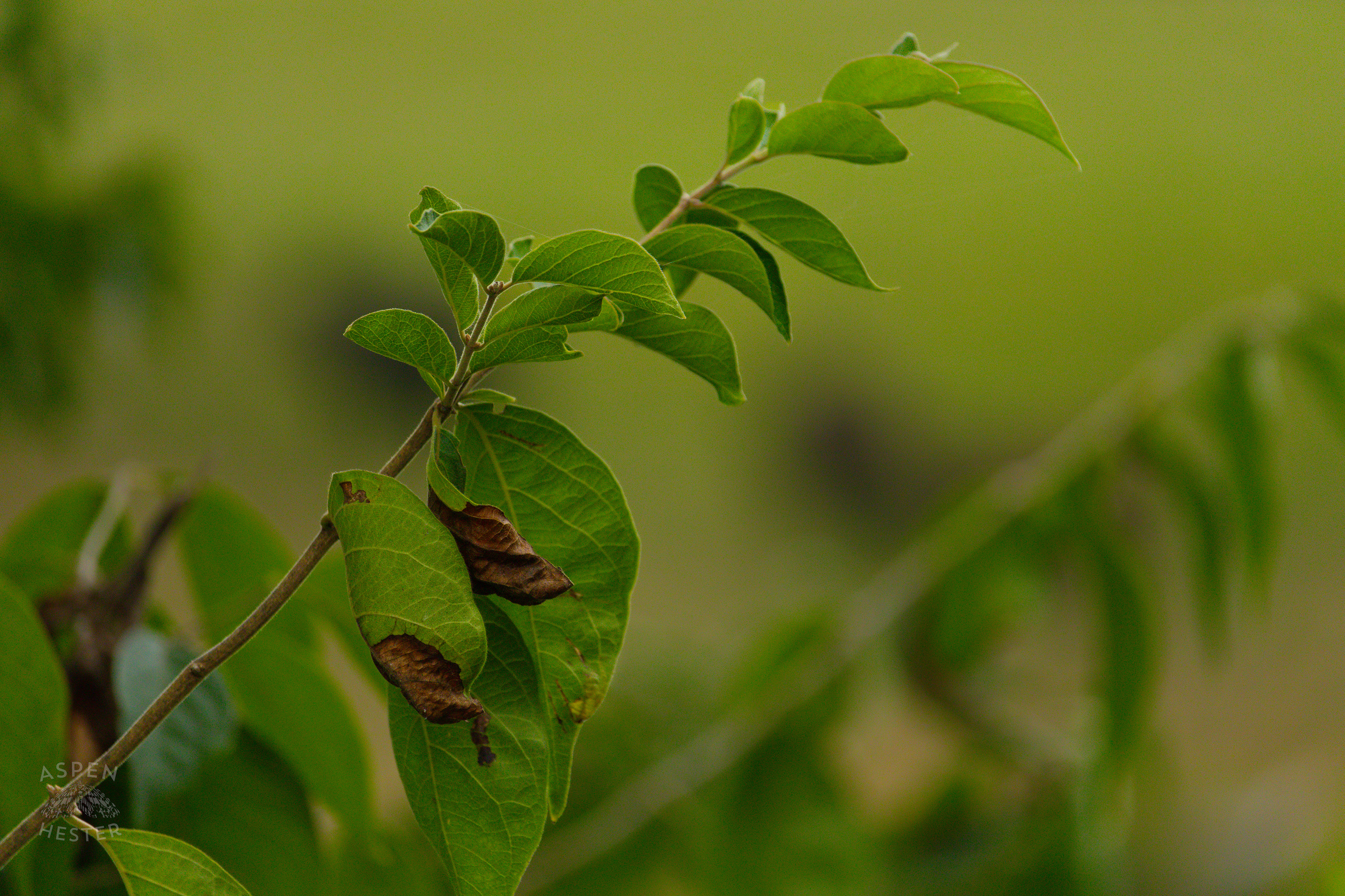 Leaves in Wendell Moore Park. August 12th, 2024/Aspen Hester