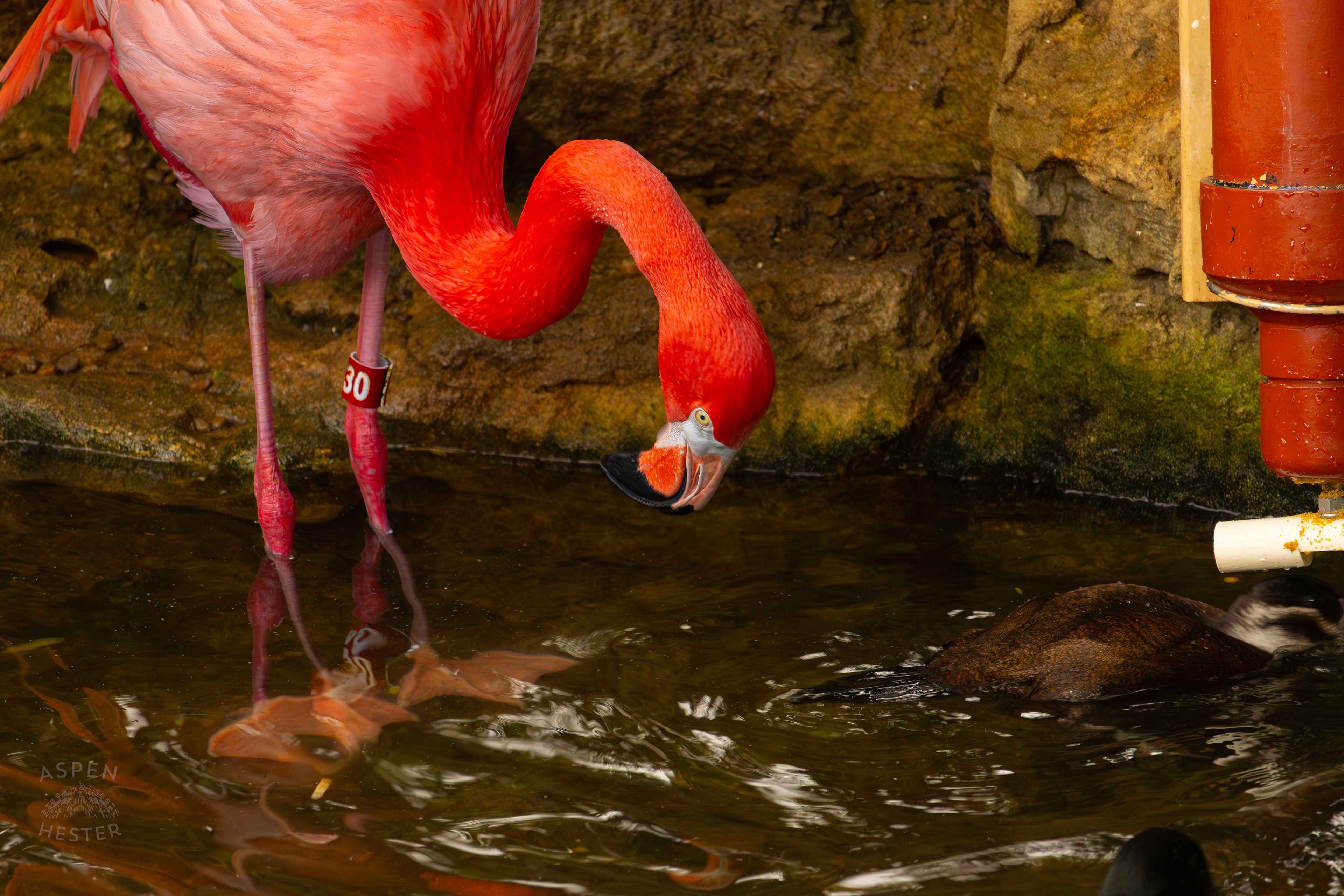 An American Flamingo Takes A Sip From The Refreshing Water Of The Wetlands Inside The National Aviary in Pittsburgh Pennsylvania. February 26th, 2025/Aspen Hester