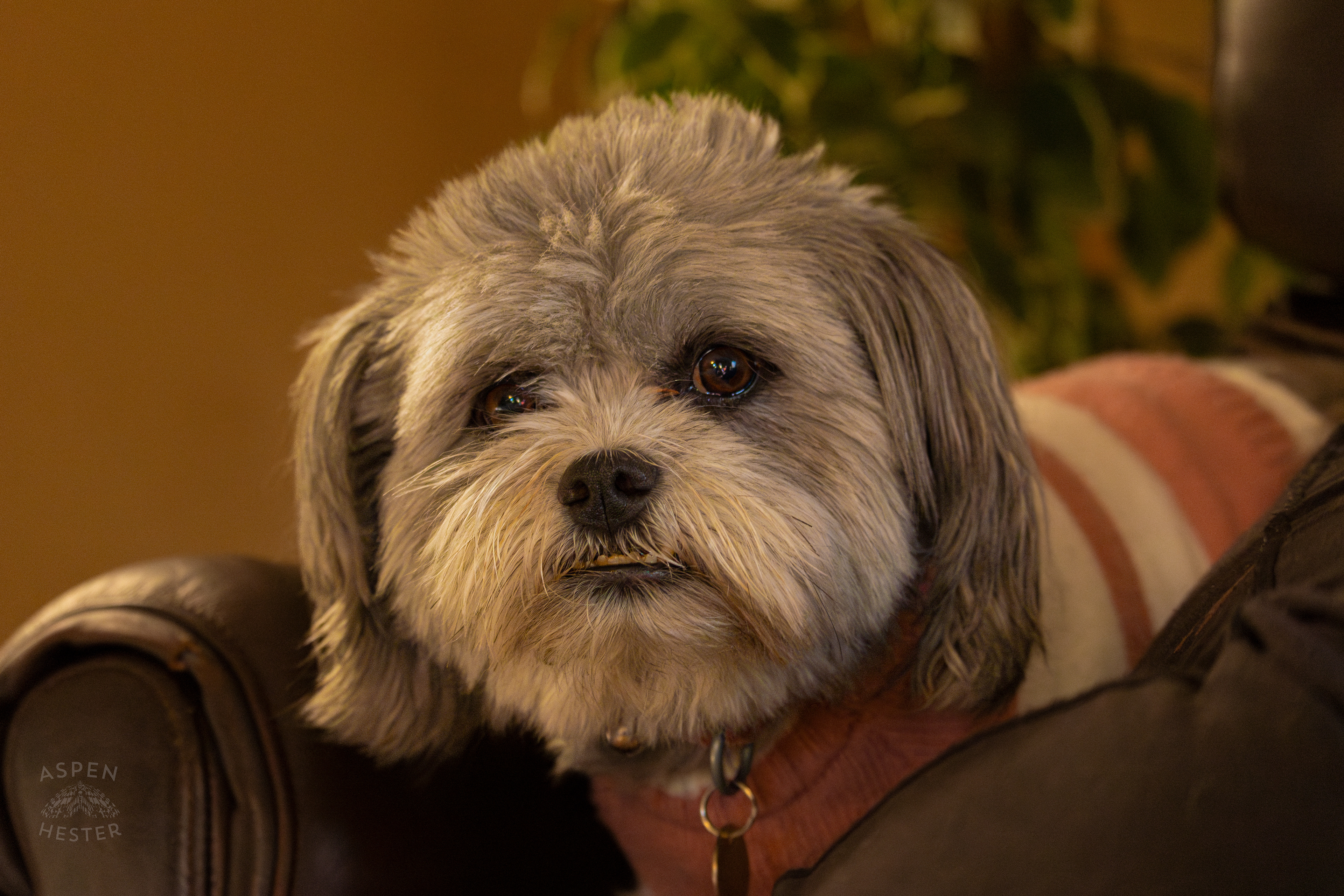 My Girl Mabel. November 11th, 2024/Aspen Hester