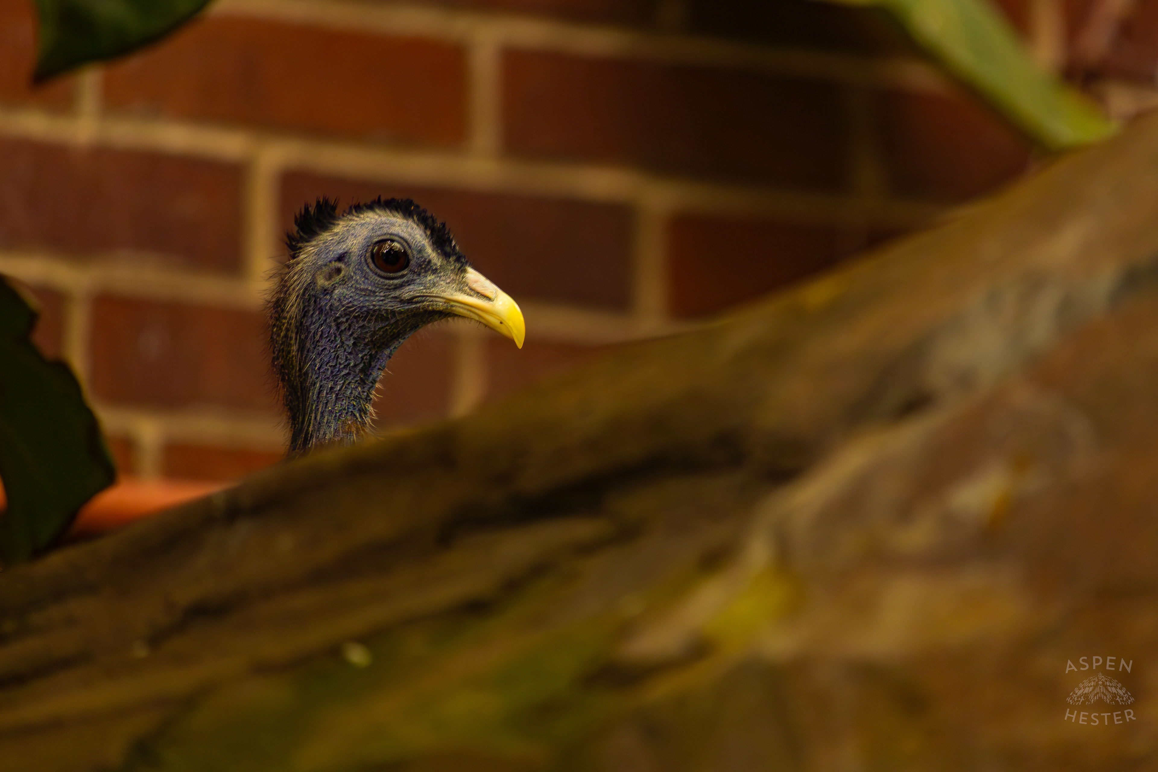 A Great Argus Pokes Its Head Out From Behind A Log in The Rainforest Inside The National Aviary in Pittsburgh Pennsylvania. February 26th, 2025/Aspen Hester