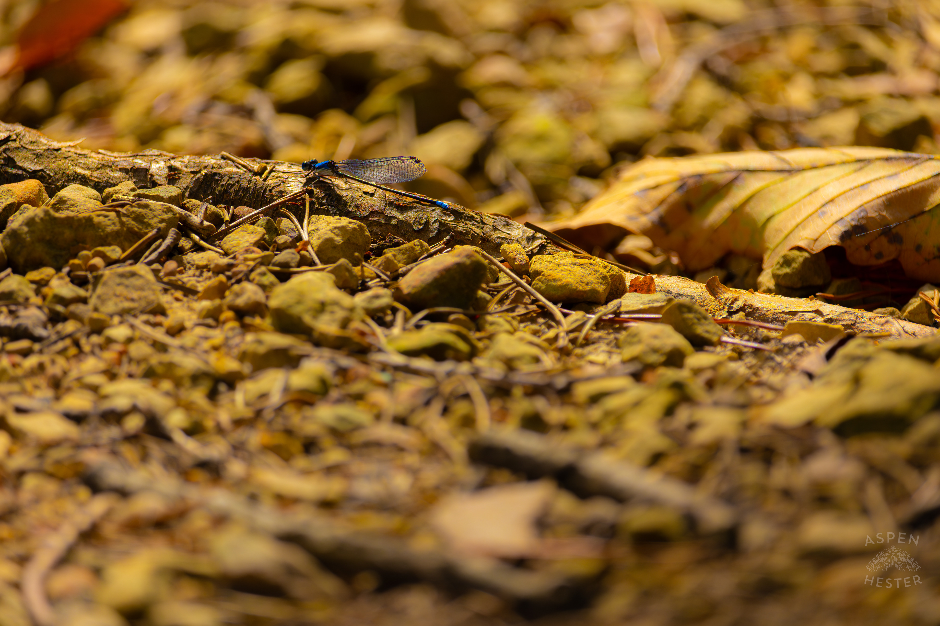 A Blue-Tailed Damselfly Rests on A Stick Inside Jefferson Memorial Forest. September 3rd, 2024/Aspen Hester