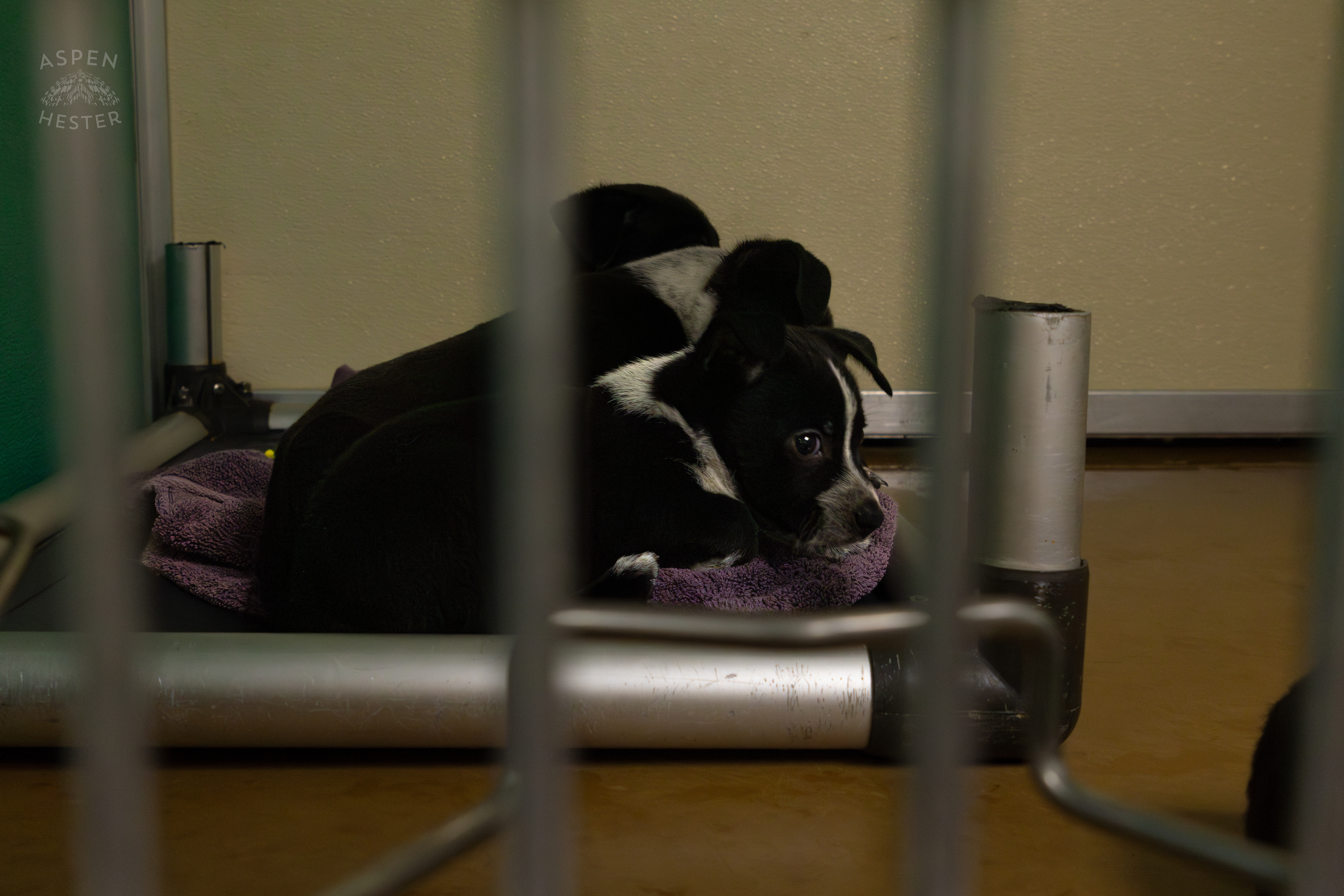 A Few of The Five Puppies Abandoned On The Road Outside of Louisville Metro Animal Services. September 4th, 2024/Aspen Hester