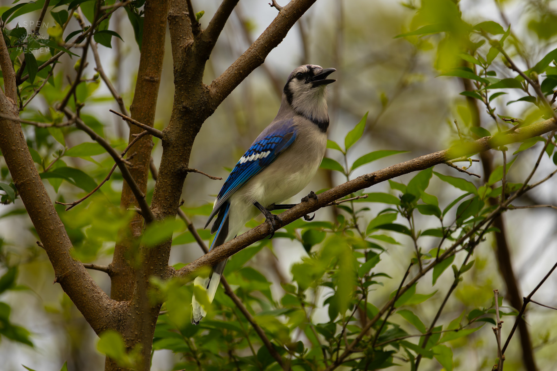 A Blue Jay Calls Out From A Tree Top in Brown Park. April 14th, 2025/Aspen Hester 
