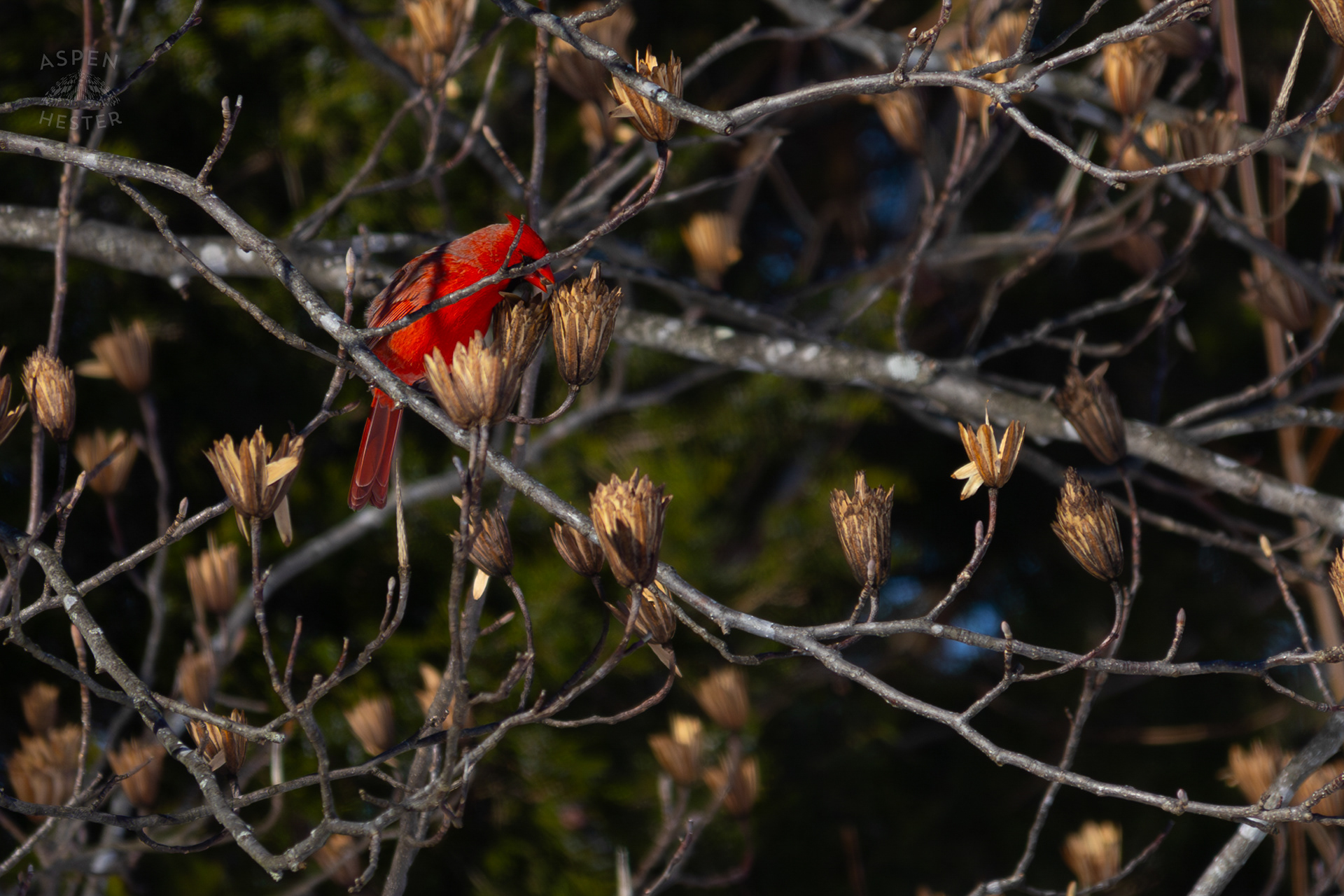 A Male Cardinal Eats The Seeds From A Tulip Tree in my Backyard. January 13th, 2025/Aspen Hester