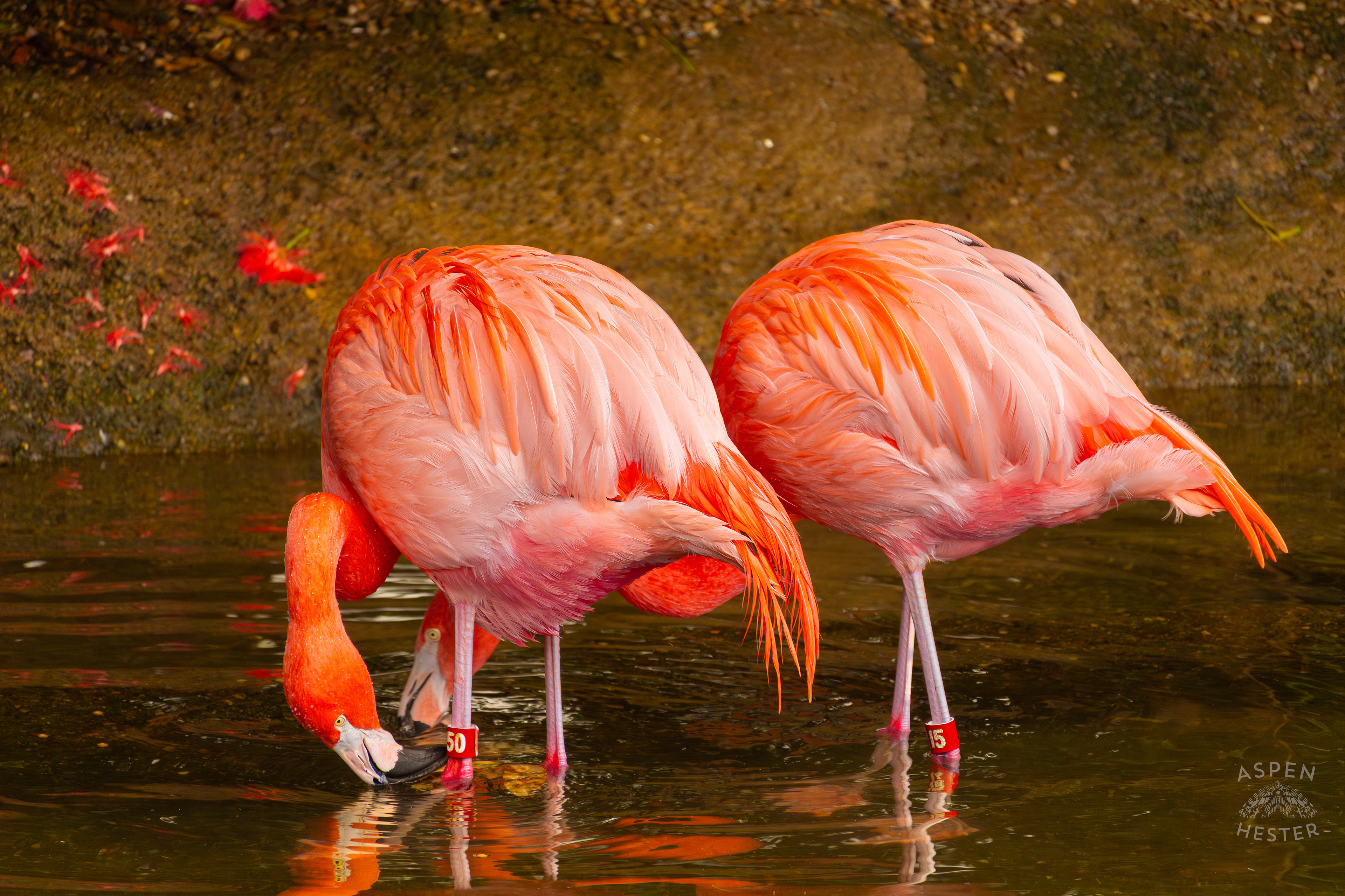 Two American Flamingos Sip From The Refreshing Water Of The Wetlands Inside The National Aviary in Pittsburgh Pennsylvania. February 26th, 2025/Aspen Hester