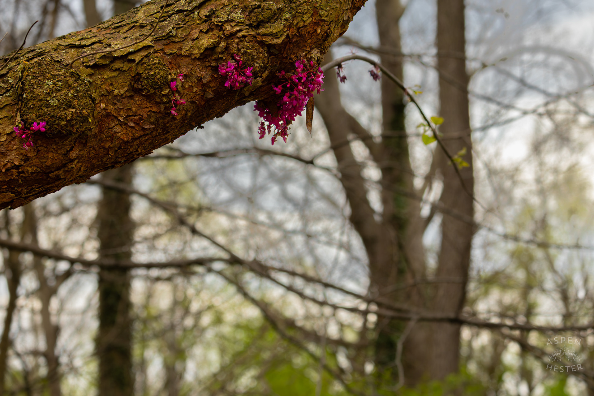 A Judas Tree in Brown Park. April 14th, 2025/Aspen Hester