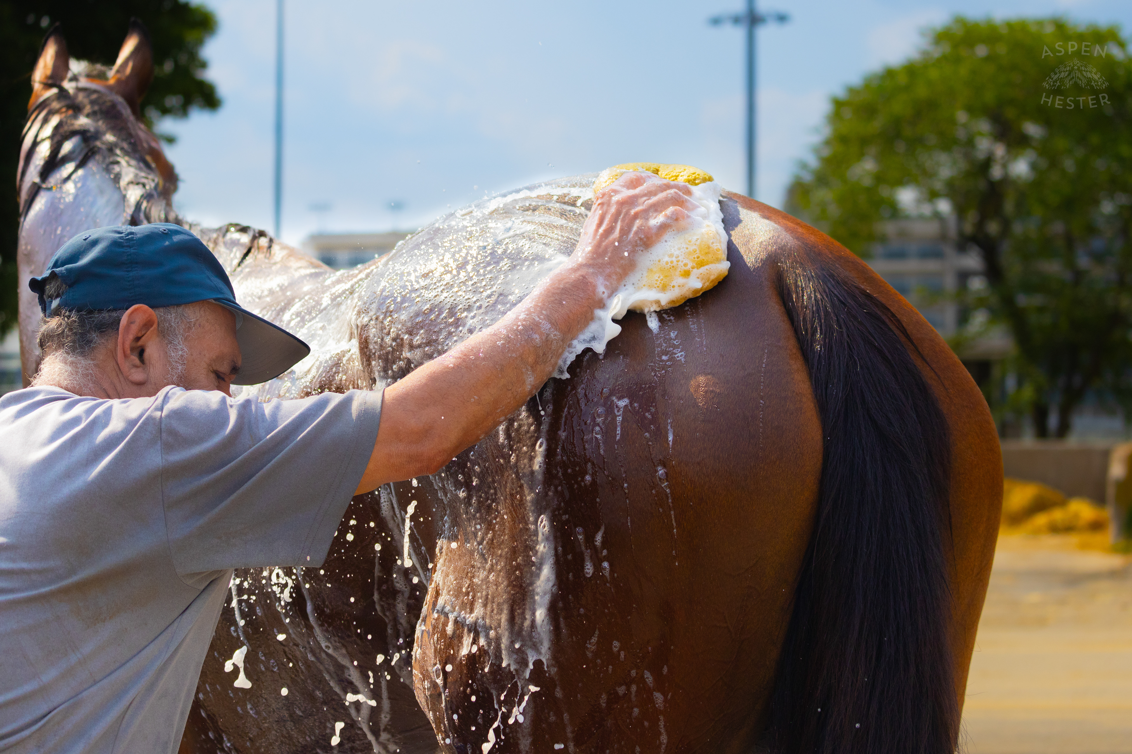 Bath Time for Horse Pharoah’s Wine. June 21st, 2024/Aspen Hester