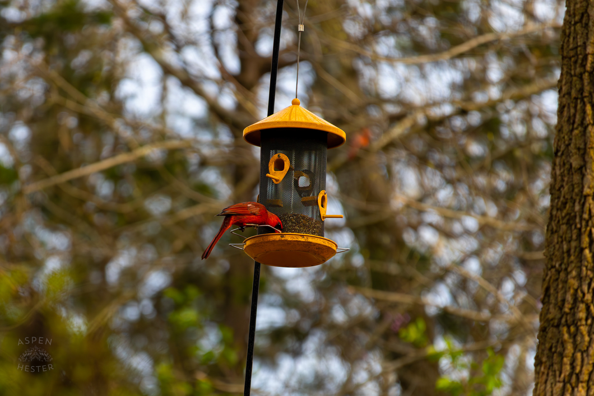 A Male Cardinal Eats From A Birdfeeder in My Neighbor's Yard. March 29th, 2026/Aspen Hester