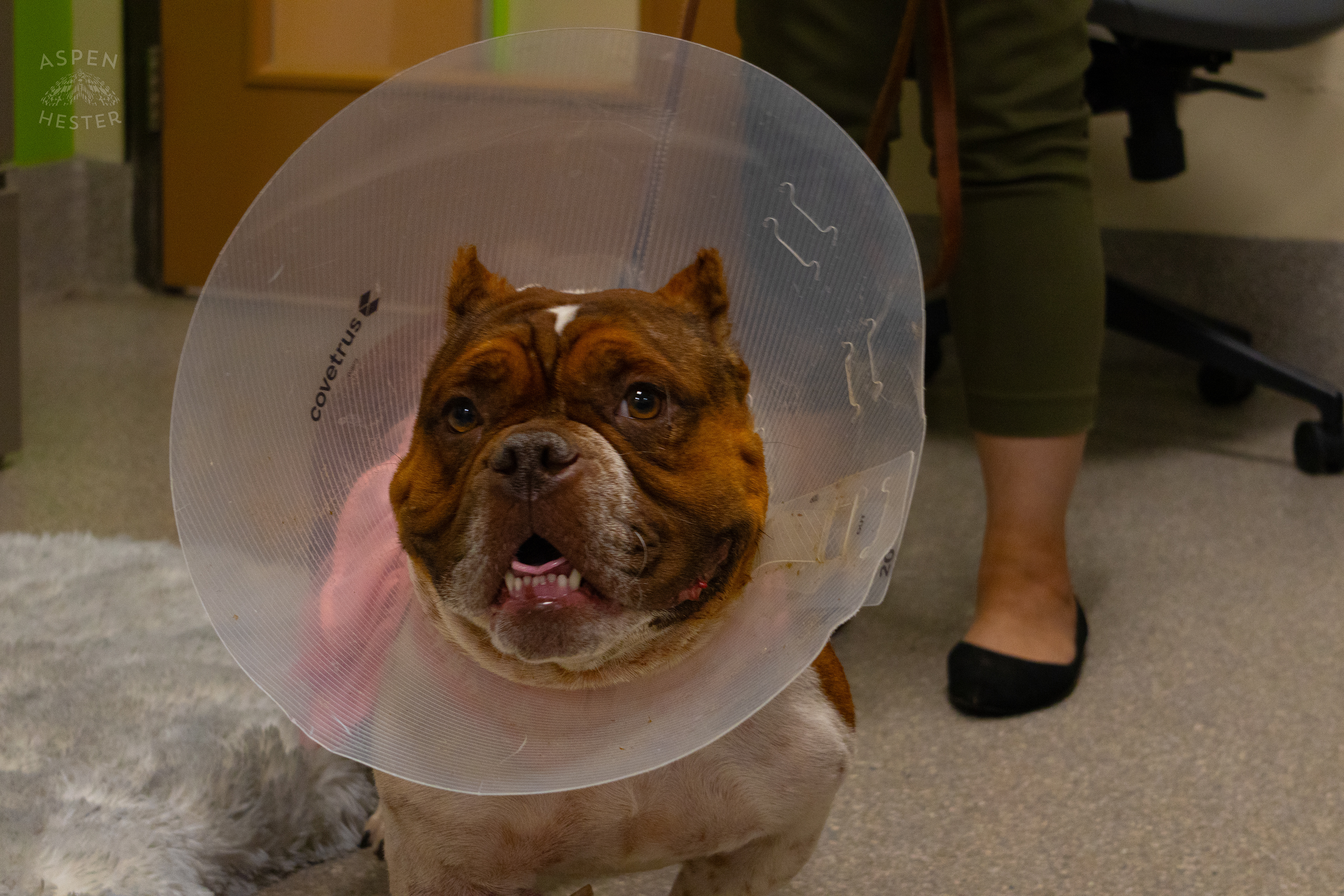 Newly Adopted Dog "Queen Bee" During A Telethon that Raised $8000+ for Louisville Metro Animal Services. August 28th, 2024/Aspen Hester