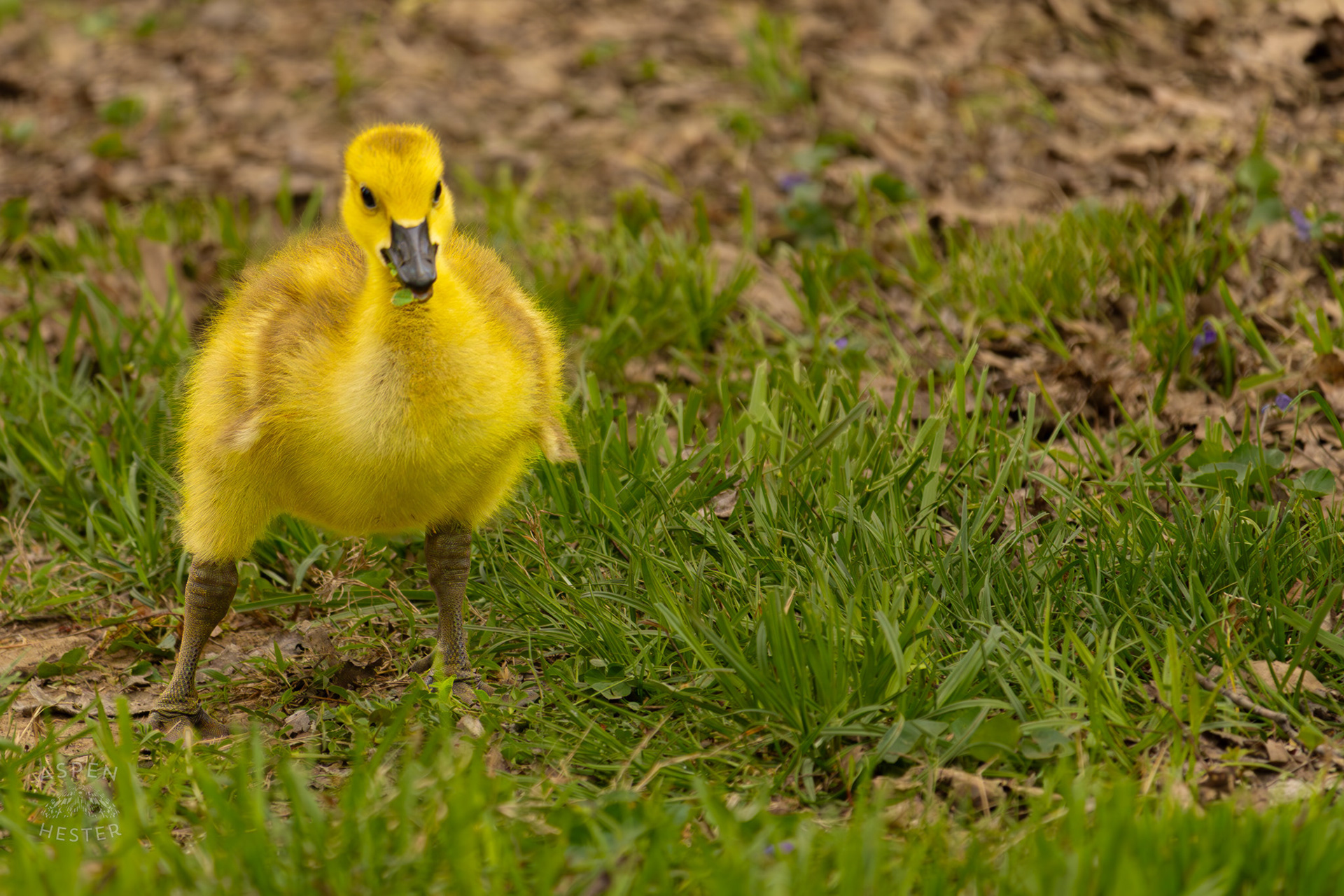 A Young Gosling Grazes Through Brown Park. April 14th, 2025/Aspen Hester