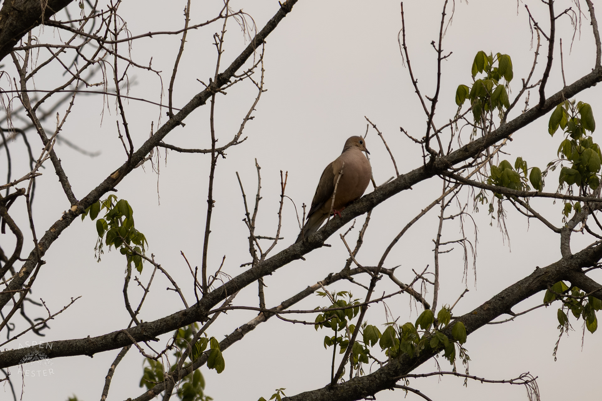 A Mourning Dove Rests High in The Trees Above The Ohio Rivers Near Crest Amid The Historic Flooding in Utica Indiana. April 9th, 2025/Aspen Hester