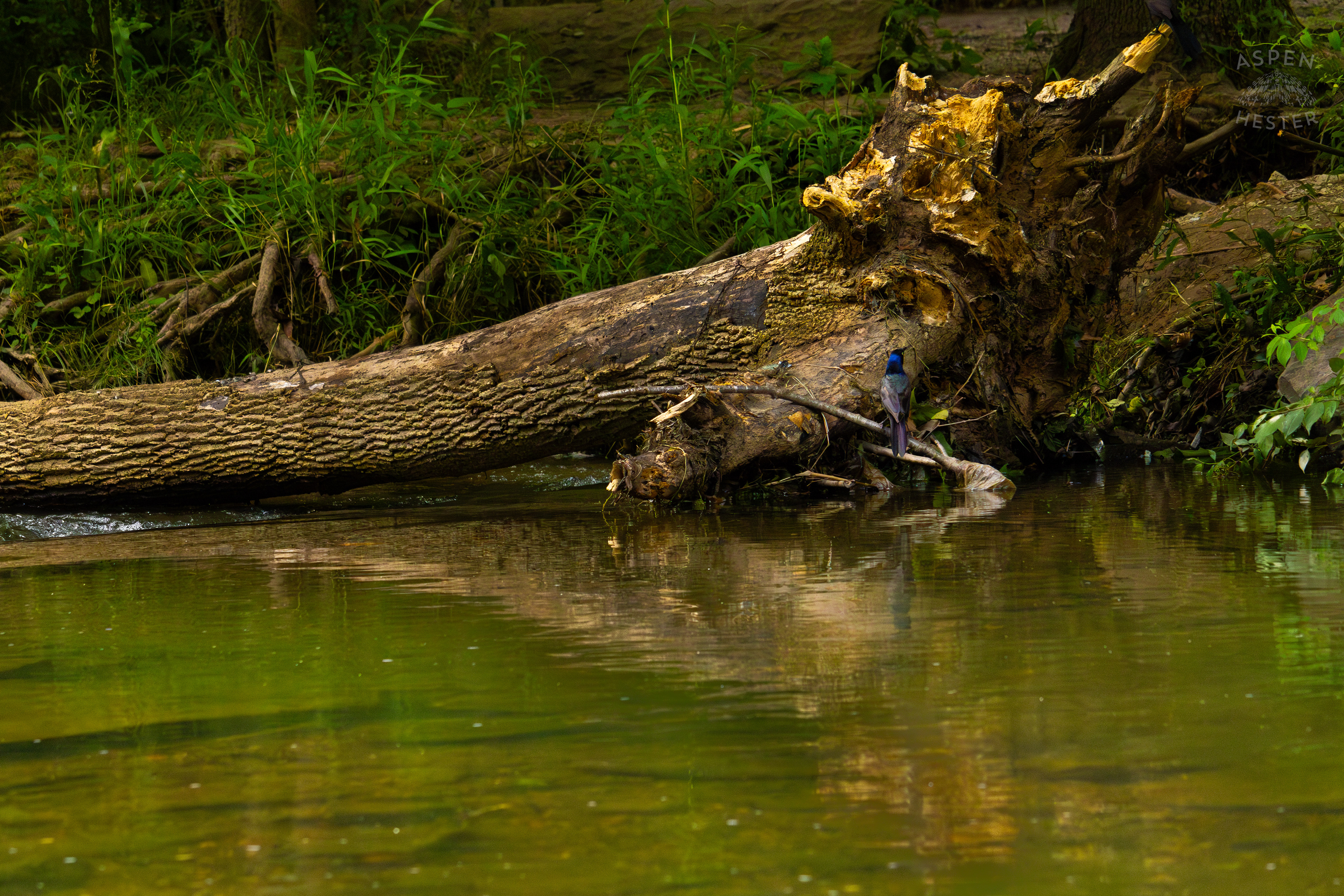 Crow Scavenging Along Middle Fork Beargrass Creek in Cherokee Park. May 28th, 2024/Aspen Hester