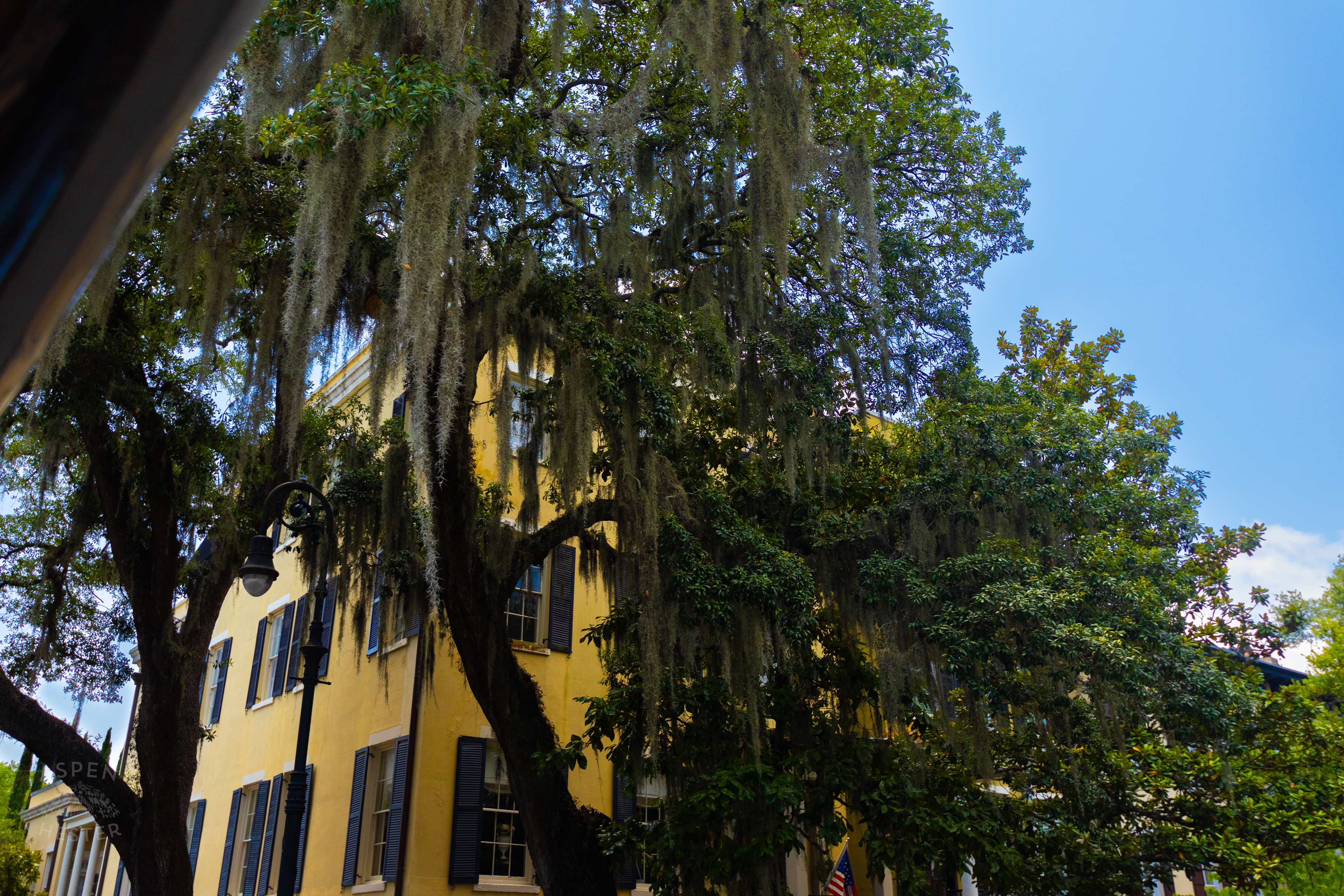 Oak Tree and Spanish Moss in Savannah Georgia. June 26th, 2024/Aspen Hester