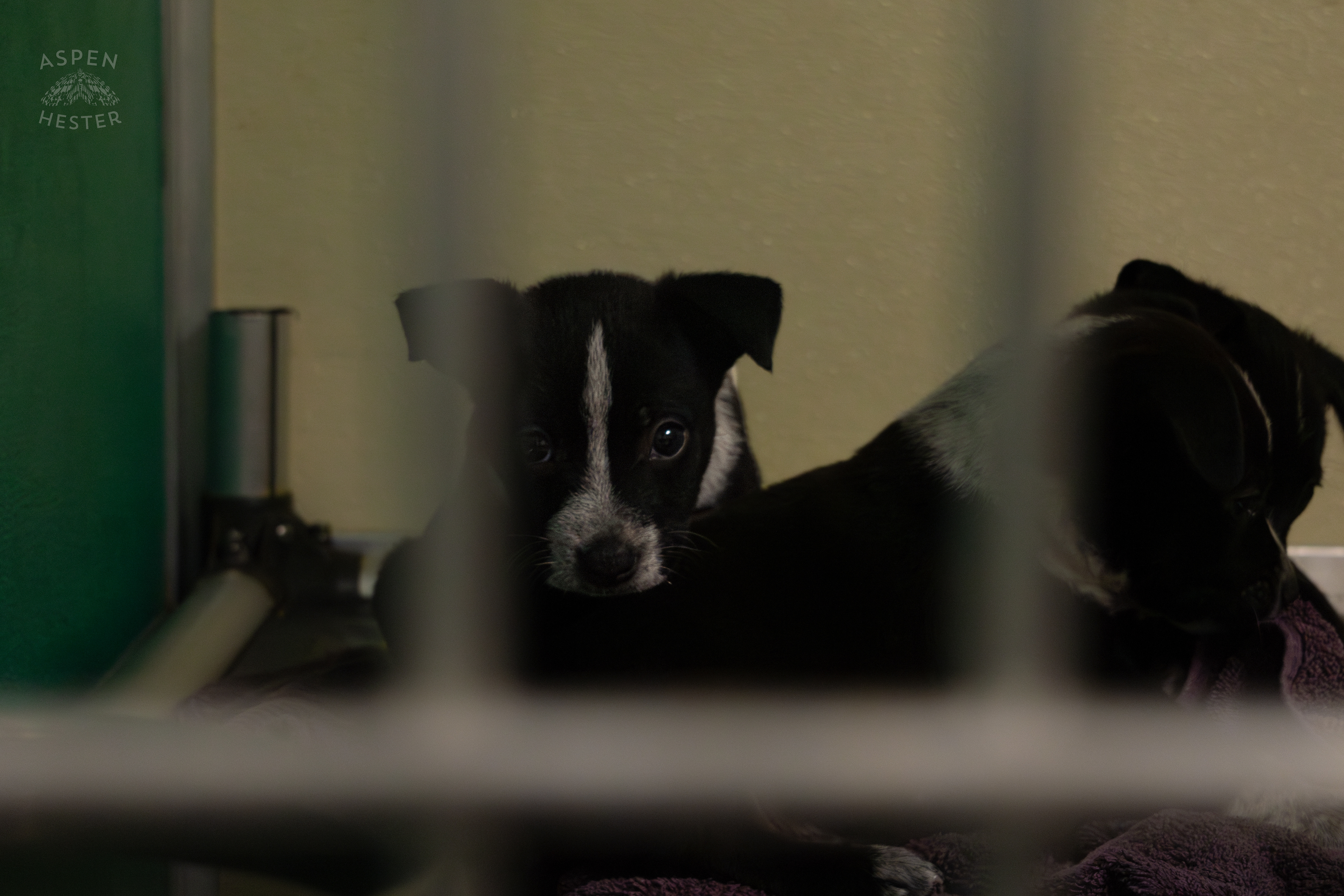 A Few of The Five Puppies Abandoned On The Road Outside of Louisville Metro Animal Services. September 4th, 2024/Aspen Hester