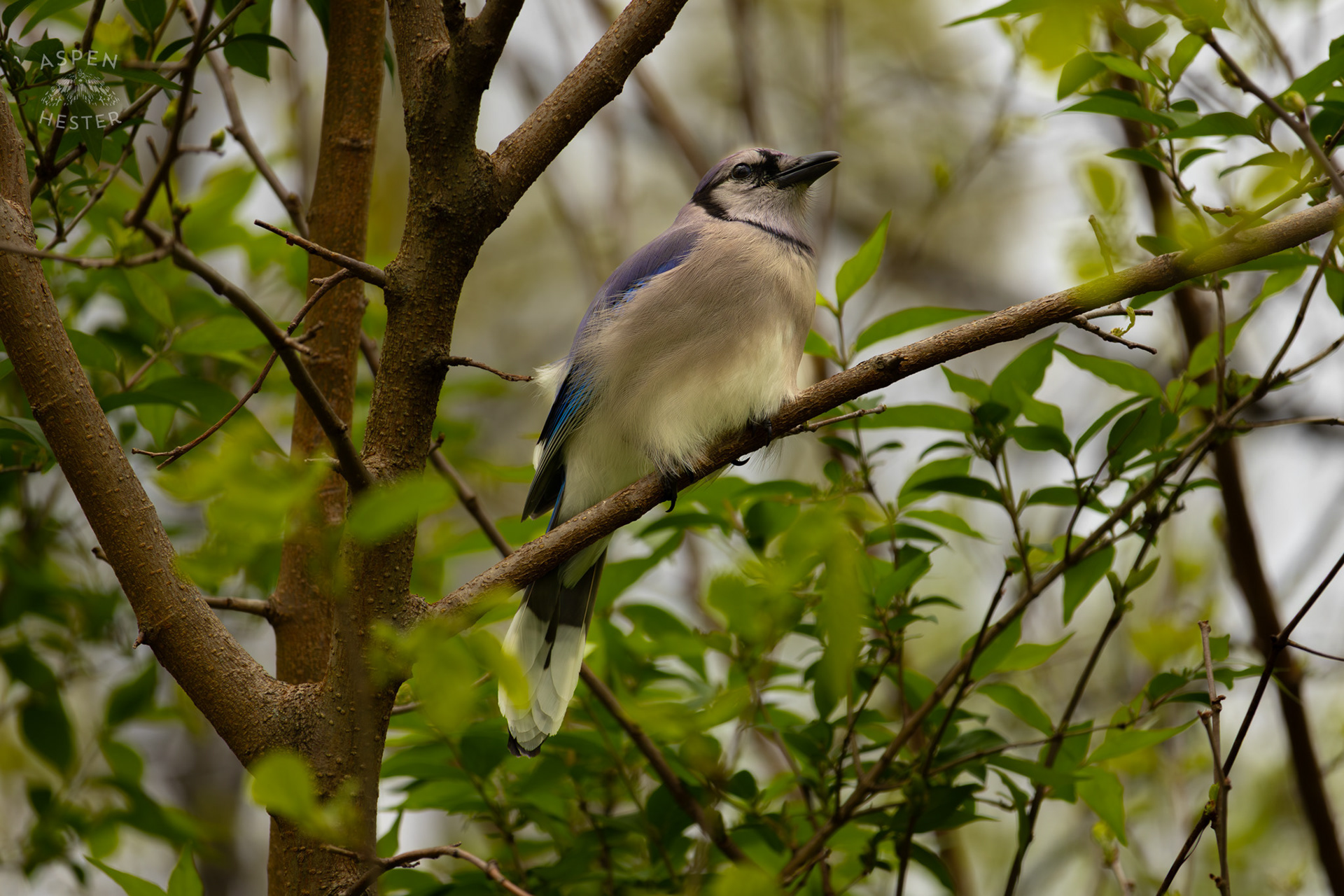 A Blue Jay Rests in The Trees of Brown Park. April 14th, 2025/Aspen Hester 