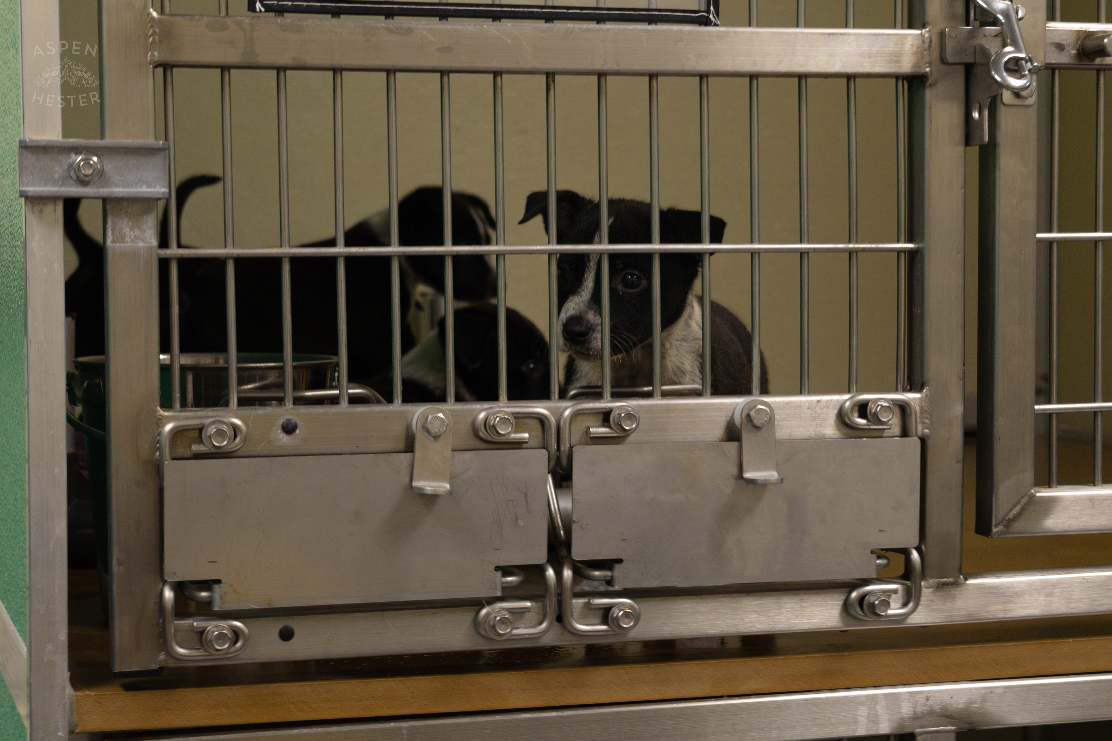 A Few of The Five Puppies Abandoned On The Road Outside of Louisville Metro Animal Services. September 4th, 2024/Aspen Hester