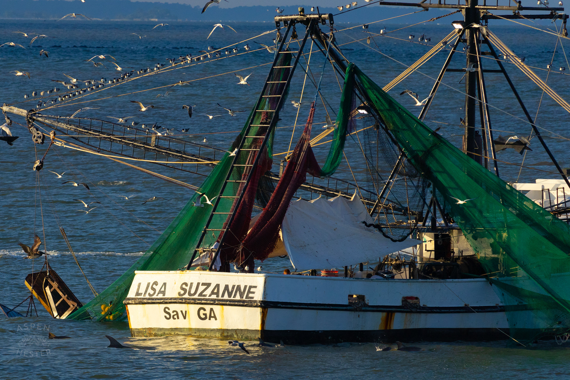 Birds Flock and Dolphins Swim Around The 'Lisa Suzanne' Off The Coast of Tybee Island Georgia. June 23rd, 2024/Aspen Hester