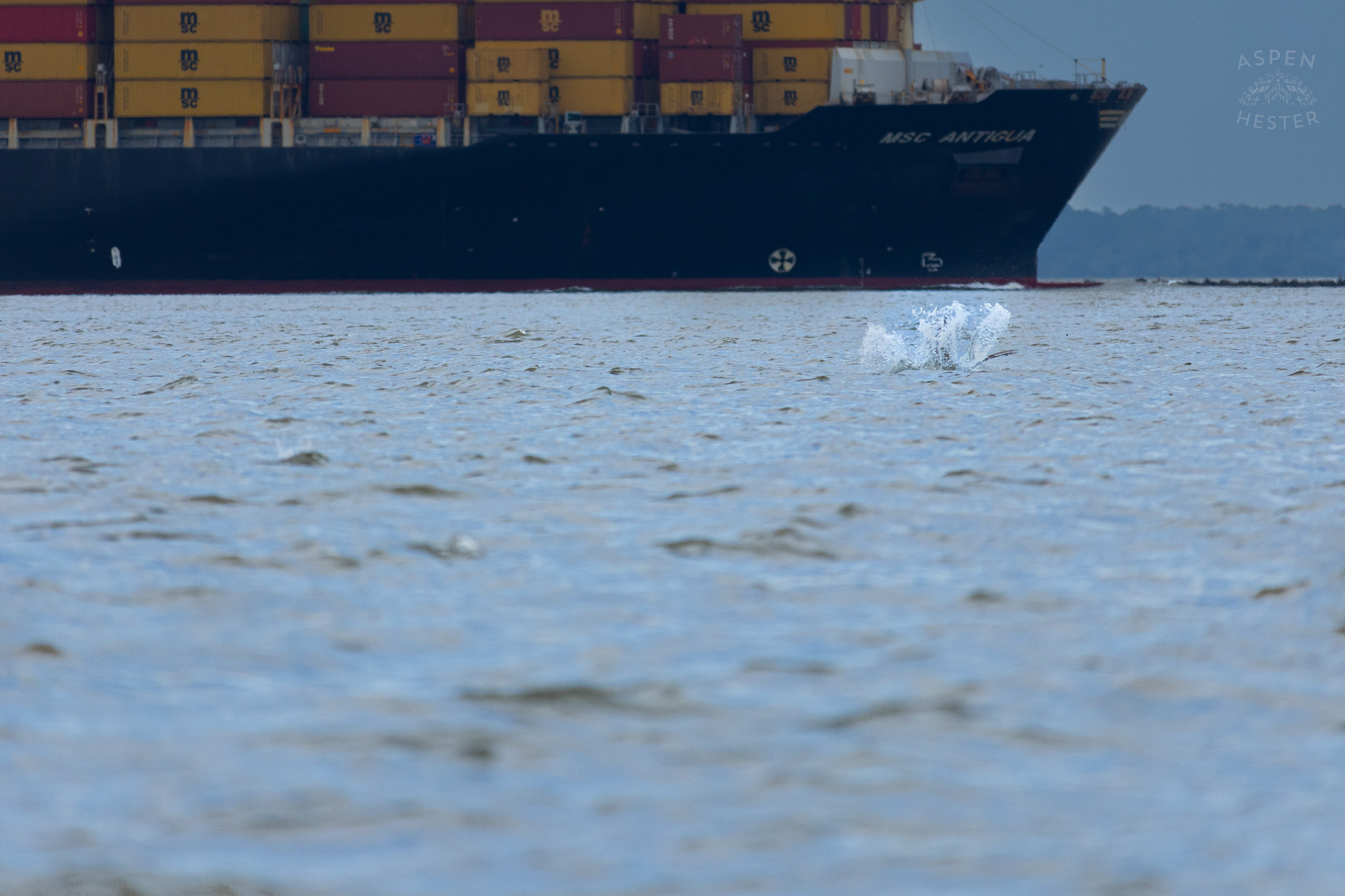 Sea Bird Diving Into The Water of Tybee Island Georgia. June 24th, 2024/Aspen Hester