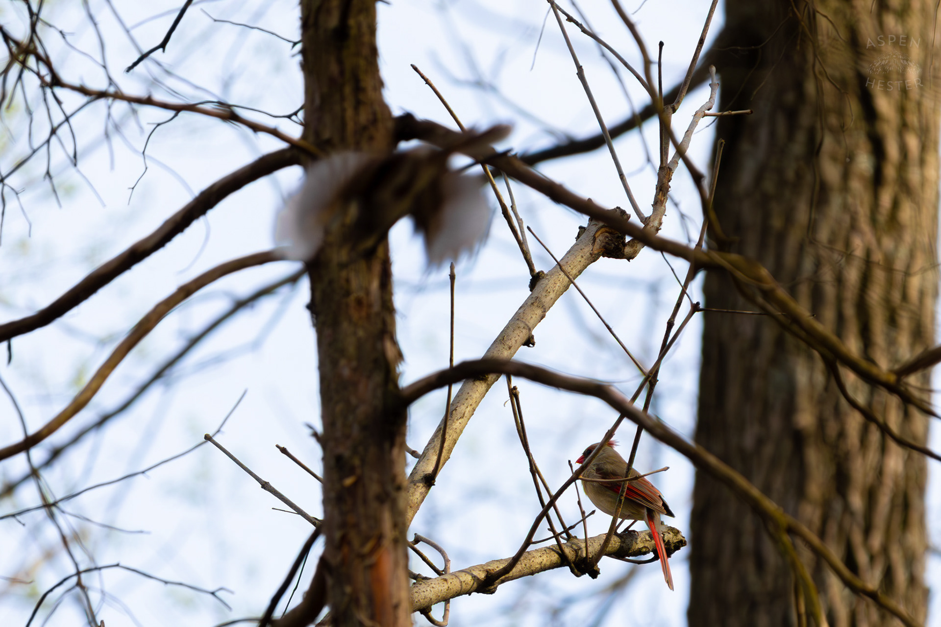 A Female Cardinal Perches on A Branch as A Common Grackle Flies by in My Neighbor's Yard. March 29th, 2026/Aspen Hester