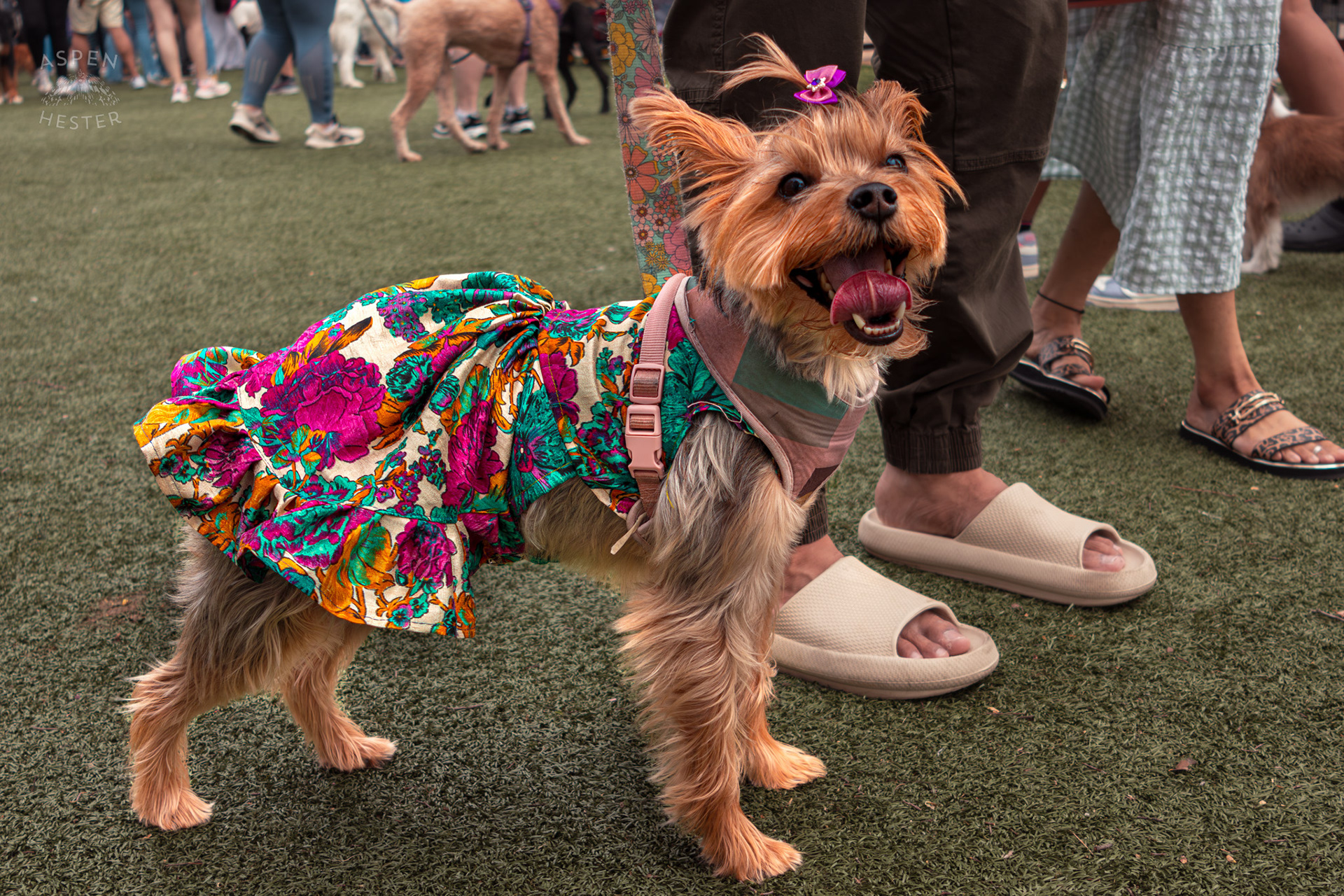 A Dog Poses in A Patterned Dress with A Matching Bow at Westport Village’s 5th Annual Puppy Palooza. April 19th, 2025/Aspen Hester