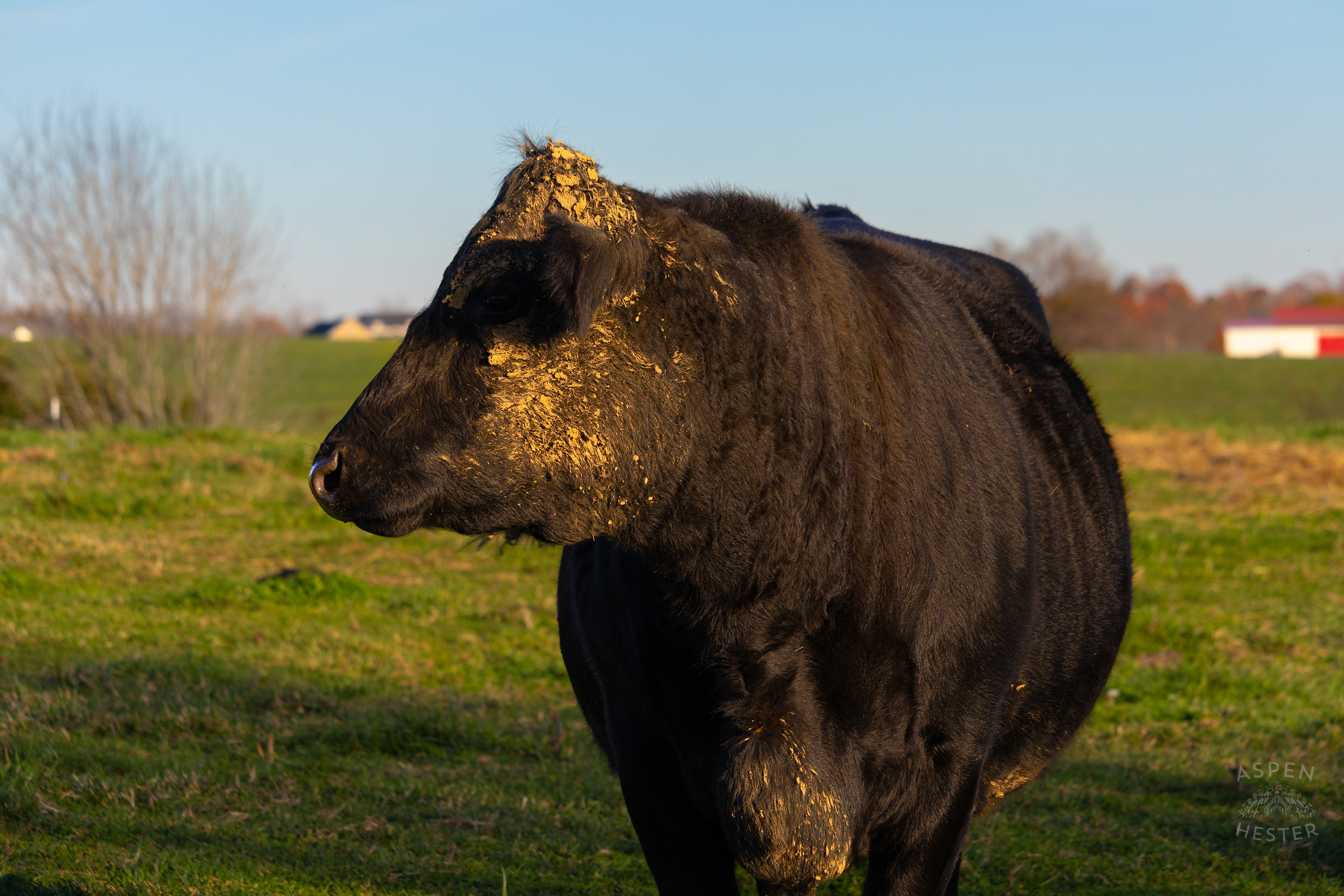 Pasture Fed Cow Rosie in The Field on Skinner Farms Thanksgiving Turkey Pick Up Day. November 24th, 2024/Aspen Hester