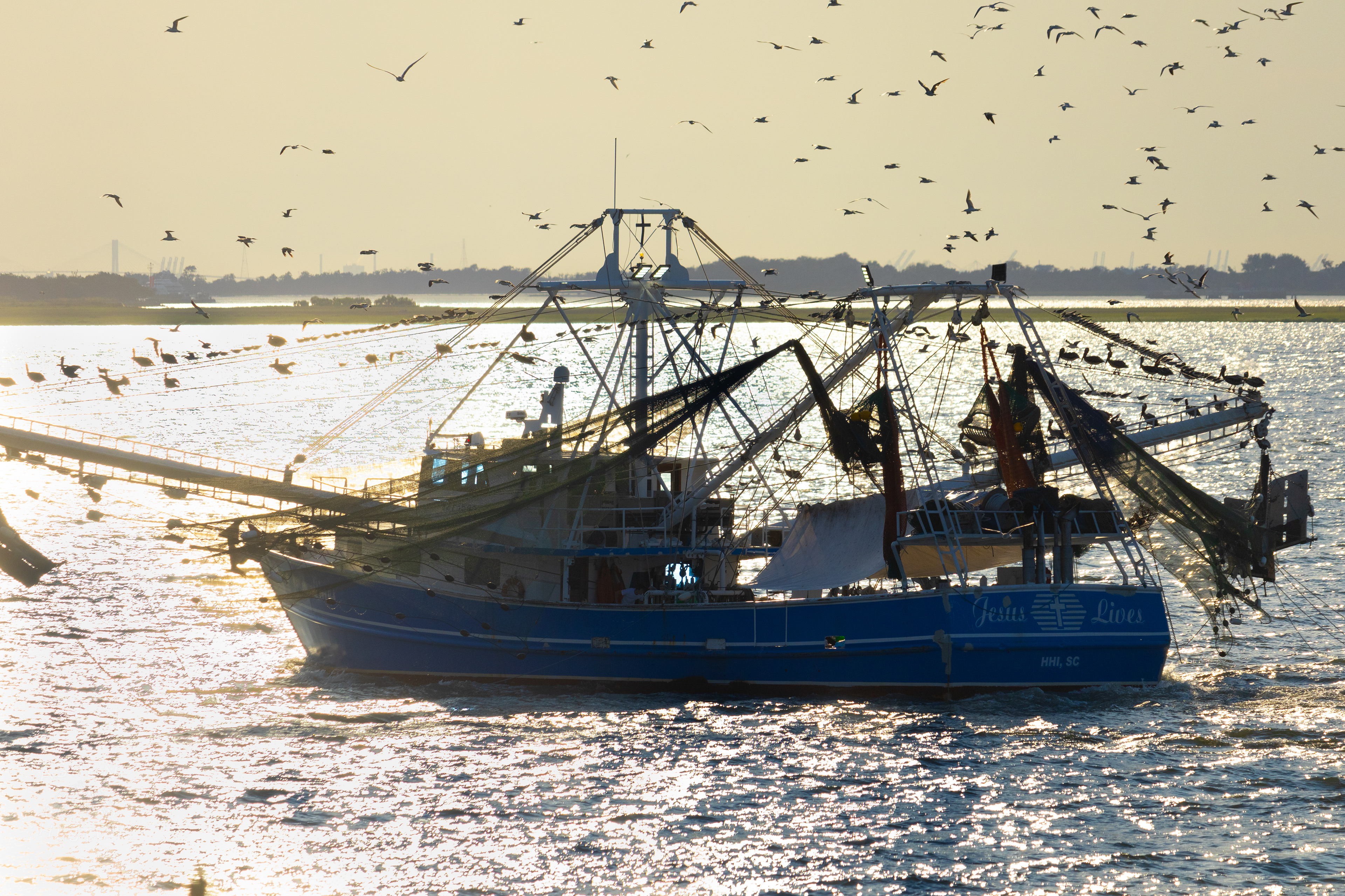 Birds Flock Around 'Jesus Lives' Off The Coast of Tybee Island Georgia. June 23rd, 2024/Aspen Hester