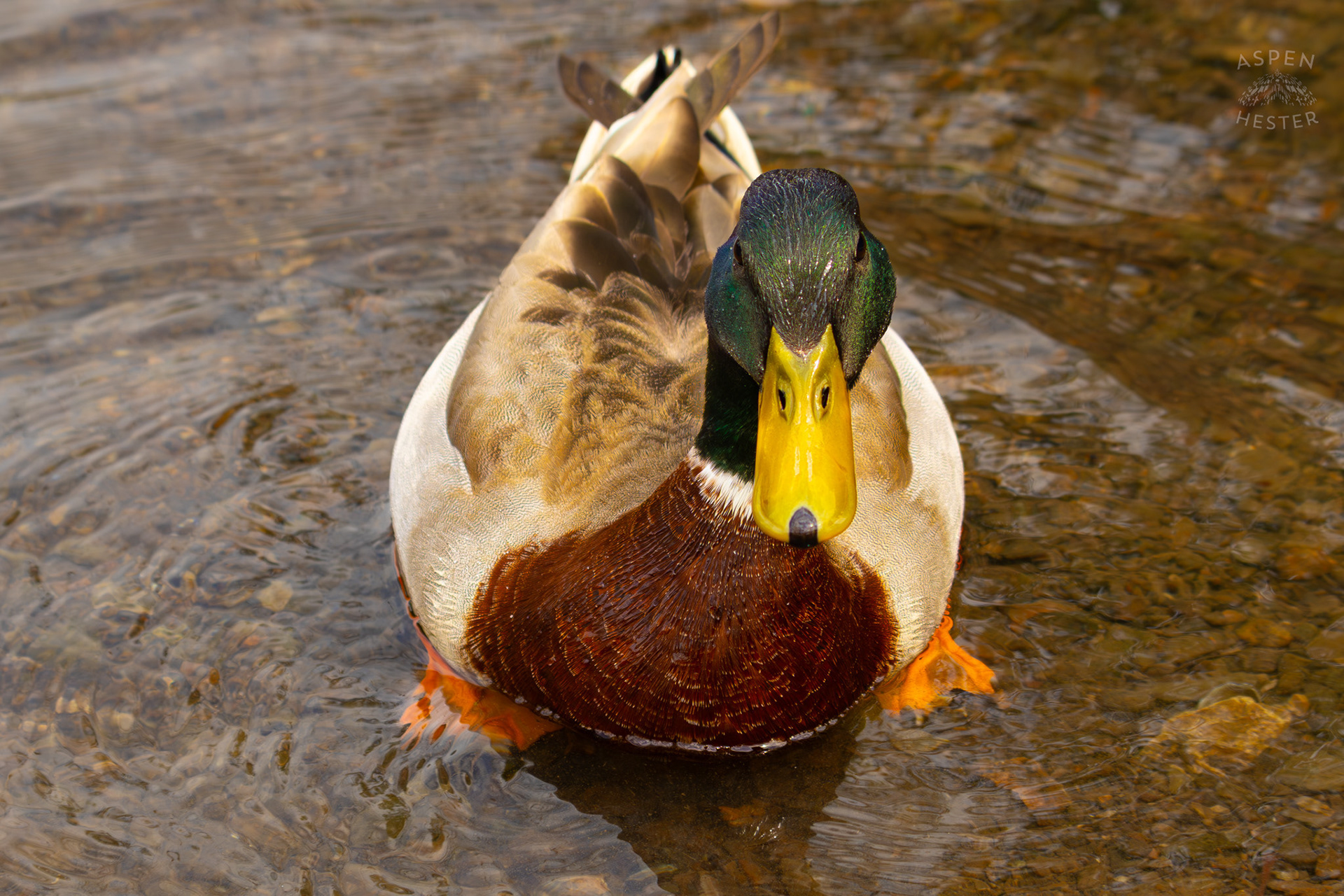 A Male Mallard Swims in Middle Fork Beargrass Creek Where It Runs Through Brown Park. April 14th, 2025/Aspen Hester