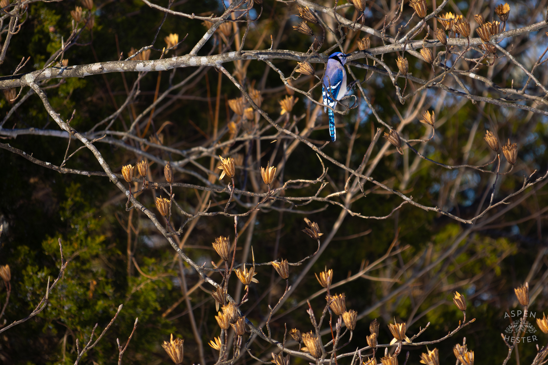 A Blue Jay Hops to A New Branch in A Tulip Tree in The Snowy Landscape of my Backyard. January 13th, 2025/Aspen Hester