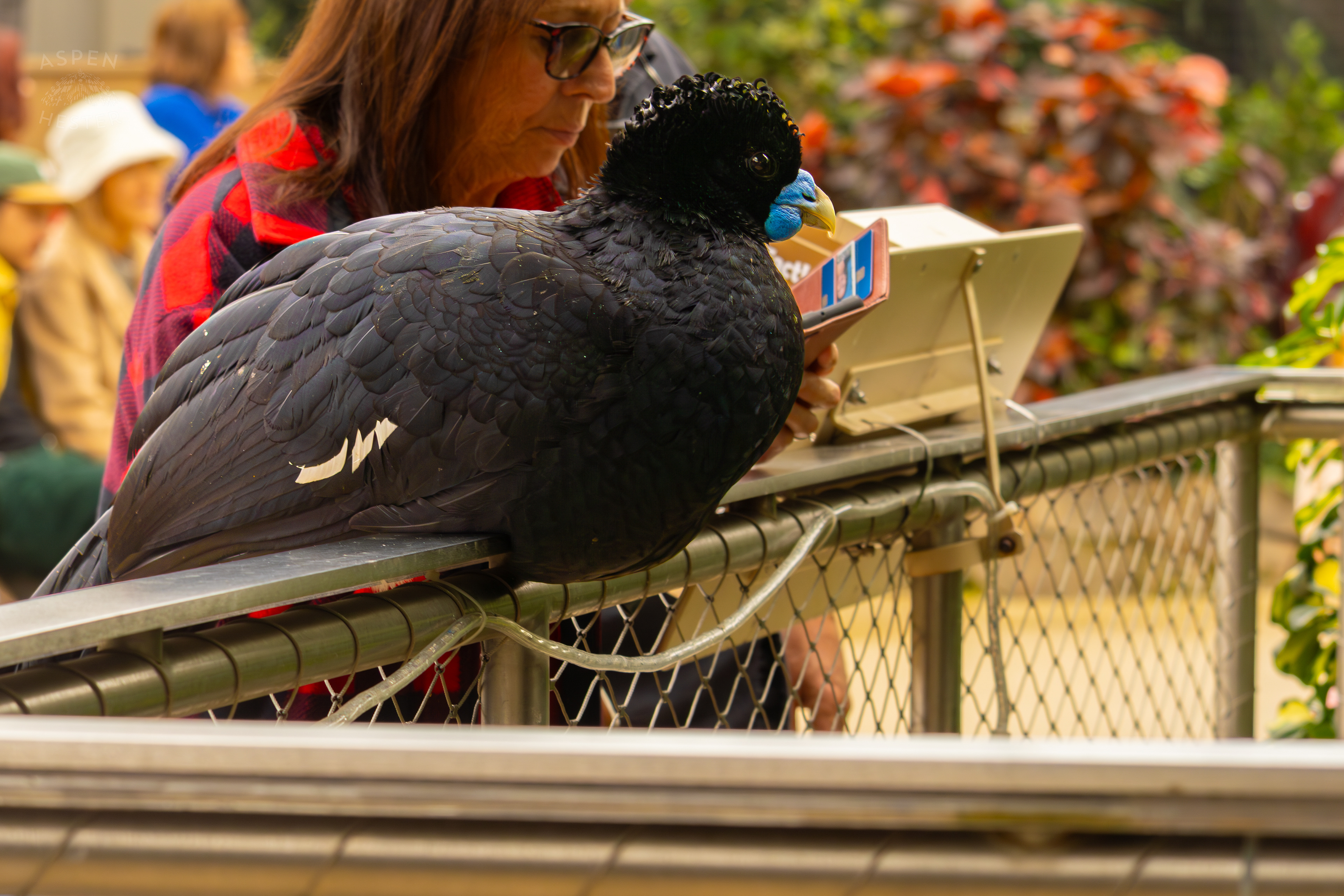 A Blue-Billed Curassow Hangs Out on The Railing of The Wetlands Inside The National Aviary in Pittsburgh Pennsylvania. February 26th, 2025/Aspen Hester