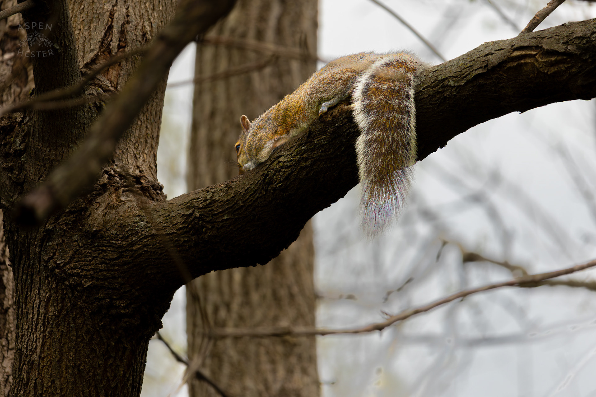 A Squirrel Rests on A Tree Branch in Brown Park. April 14th, 2025/Aspen Hester
