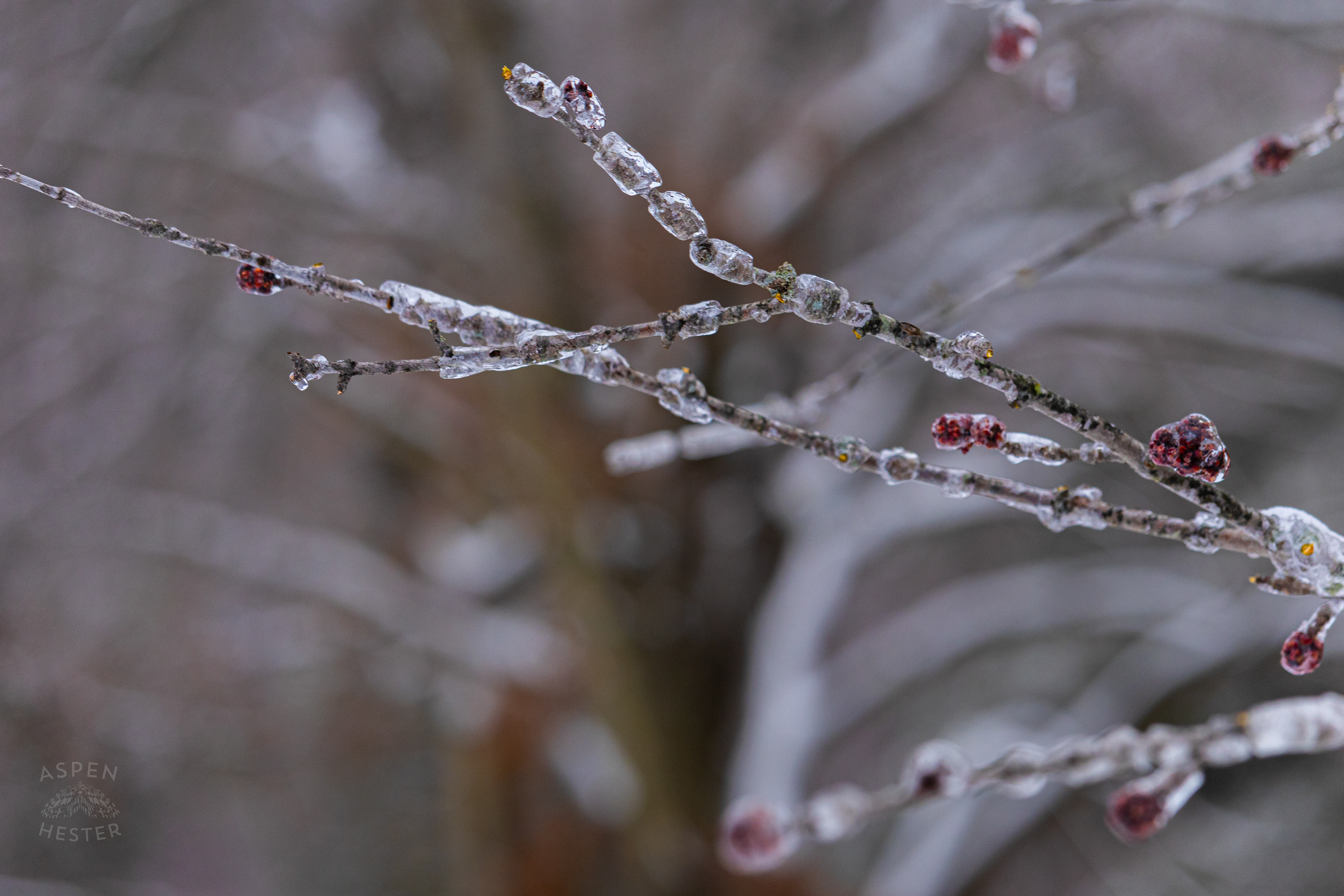 Large Branch of A Red Maple Tree Encased in the Ice That Caused it to Fall After Winter Storm Blair. January 6th, 2025/Aspen Hester